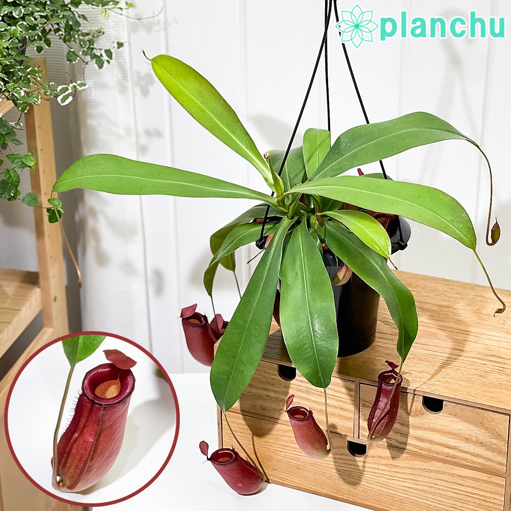 楽天市場】PLANCHU 食虫植物 ネペンテス ベントリコーサ レッド × トランカータ 5号吊り鉢 育て方説明書付き Nepenthes  ventricosa × truncata ウツボカズラ : プランチュ 楽天市場店