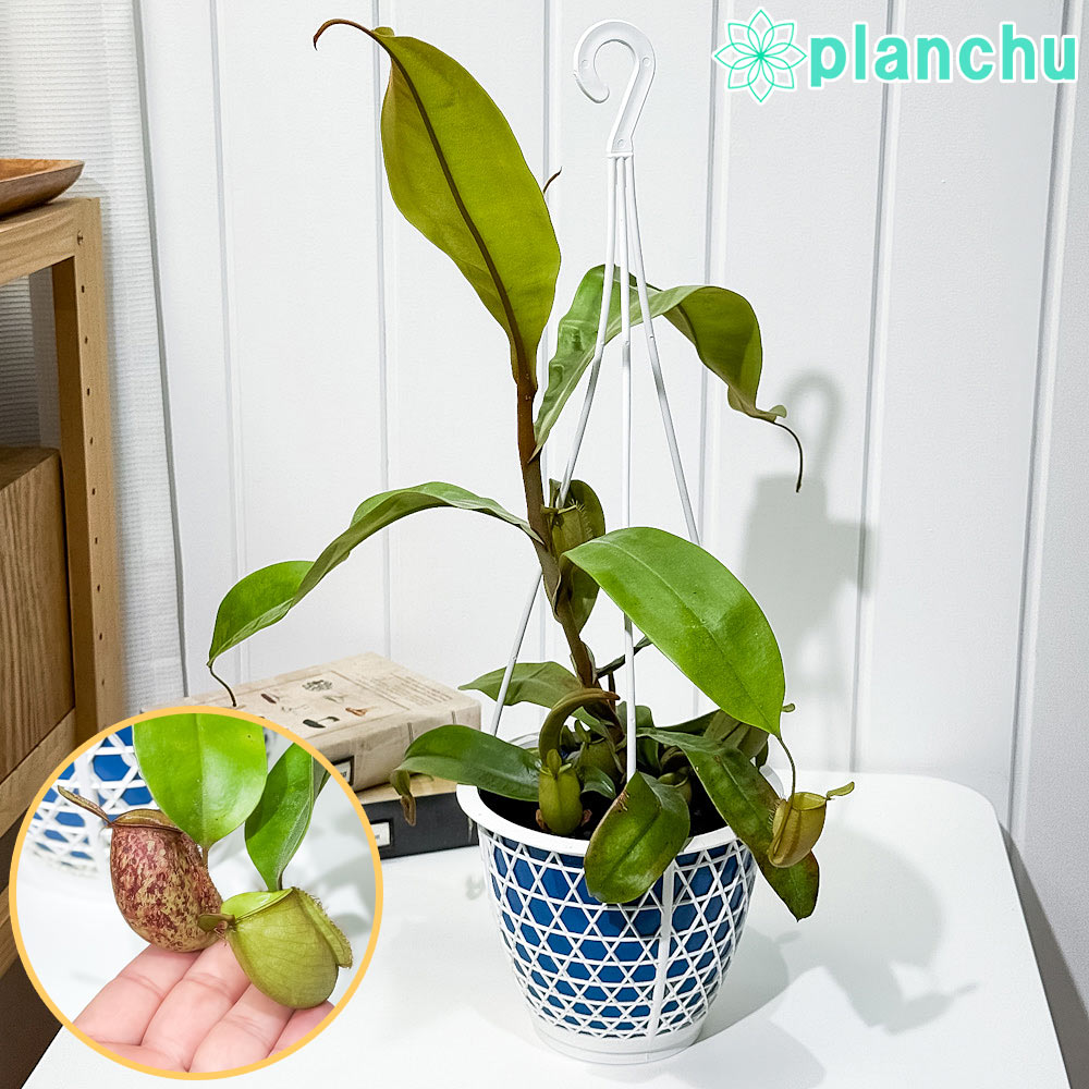 現物「ネペンテス・バイキング 吊り」５号　ウツボカズラ　Nepenthes 希少品種 観葉植物 食虫植物：ウツボカズラ ネペンテス