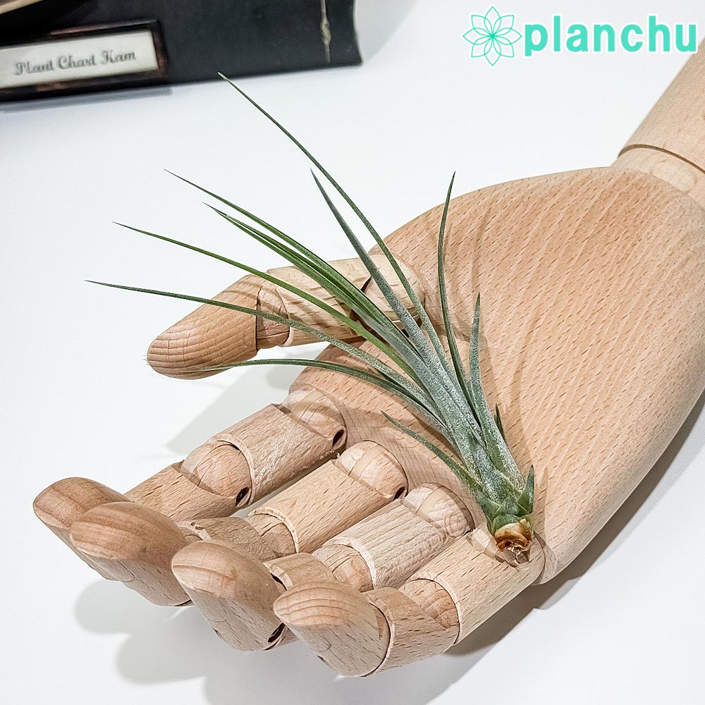 楽天市場】PLANCHU 観葉植物 ディッキア グランマルニエホワイトフォ
