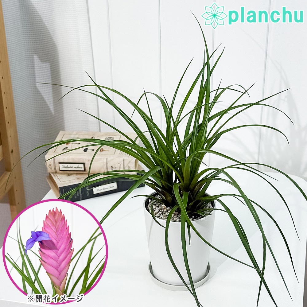楽天市場】PLANCHU 観葉植物 ネオレゲリア アマゾン 1株 育て方説明書