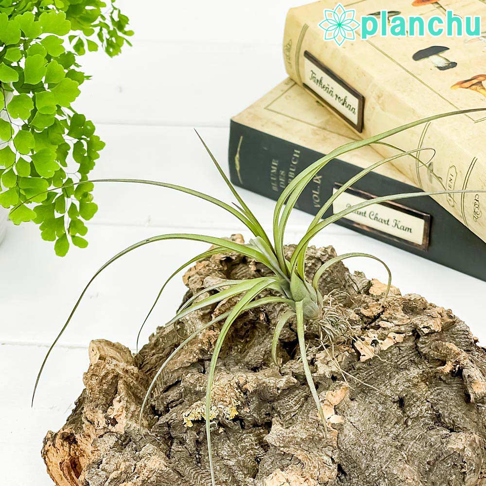 楽天市場】PLANCHU エアプランツ ティランジア カウツキー 1株