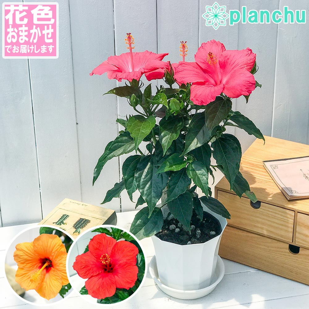 楽天市場】PLANCHU 熱帯花木 メディニラ マグニフィカ ランバダ