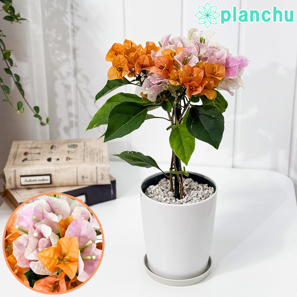 ブーゲンビレア　ブーゲンビリア　苗　花木　観葉植物　M ブーゲンビレア ブーゲンビリア 苗 花木 観葉植物 M