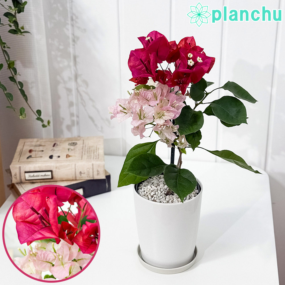 楽天市場】ブーゲンビレア 「サンデエリアーナホワイト」 4号鉢植え