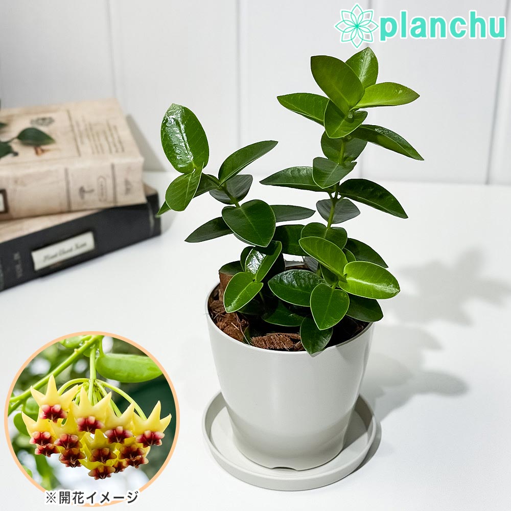 楽天市場】PLANCHU 観葉植物 ホヤ カルノーサ コンパクタ 4号吊り鉢