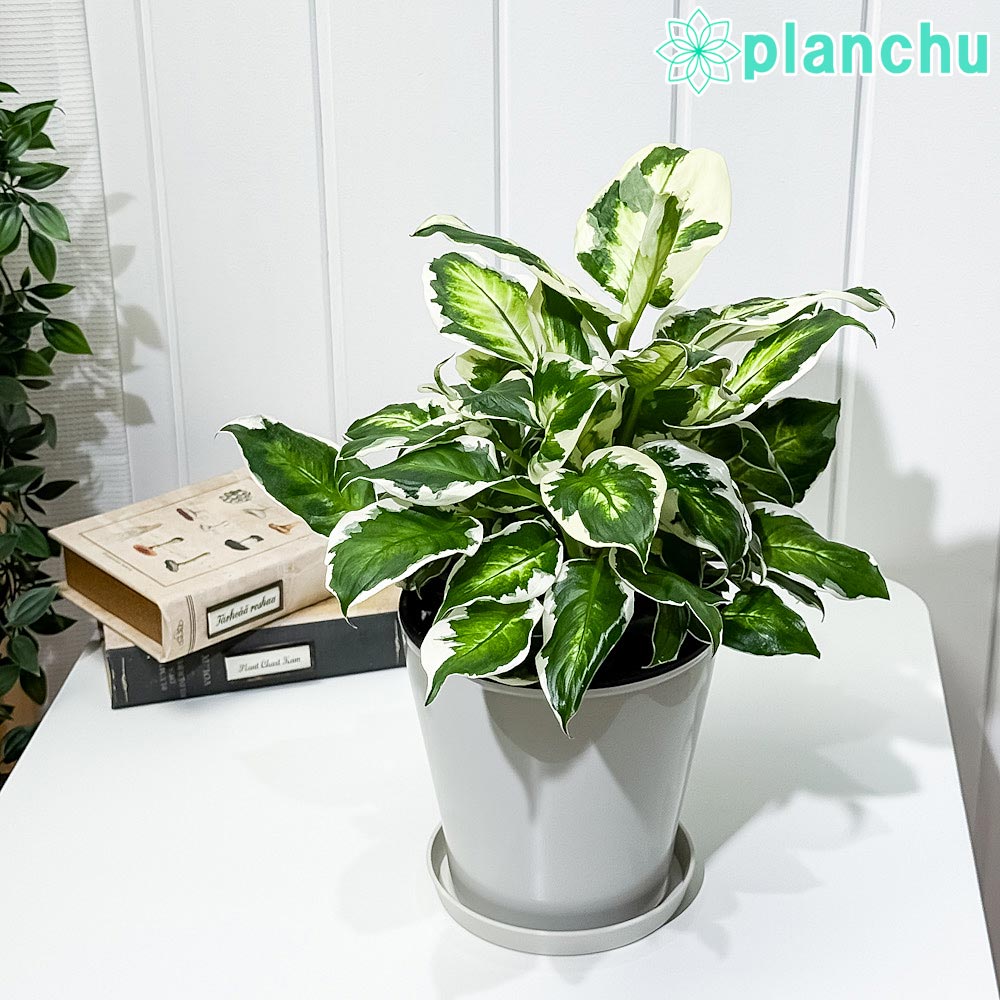 楽天市場】PLANCHU 観葉植物 ディッキア グランマルニエホワイトフォ