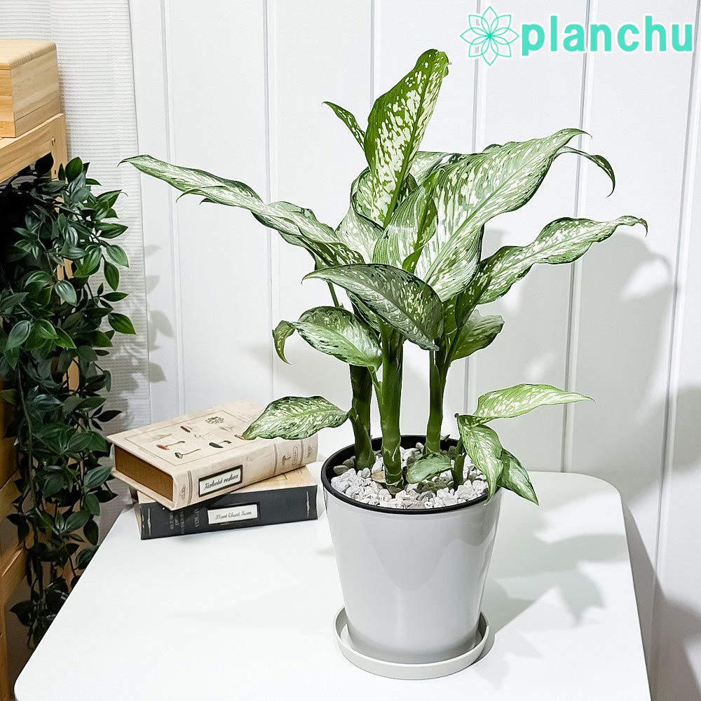 楽天市場】PLANCHU 観葉植物 ディッキア グランマルニエホワイトフォ