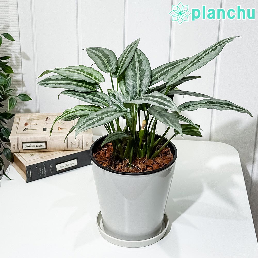 楽天市場】スキスマトグロティス プシラ 希少 観葉植物 5号 アロイド