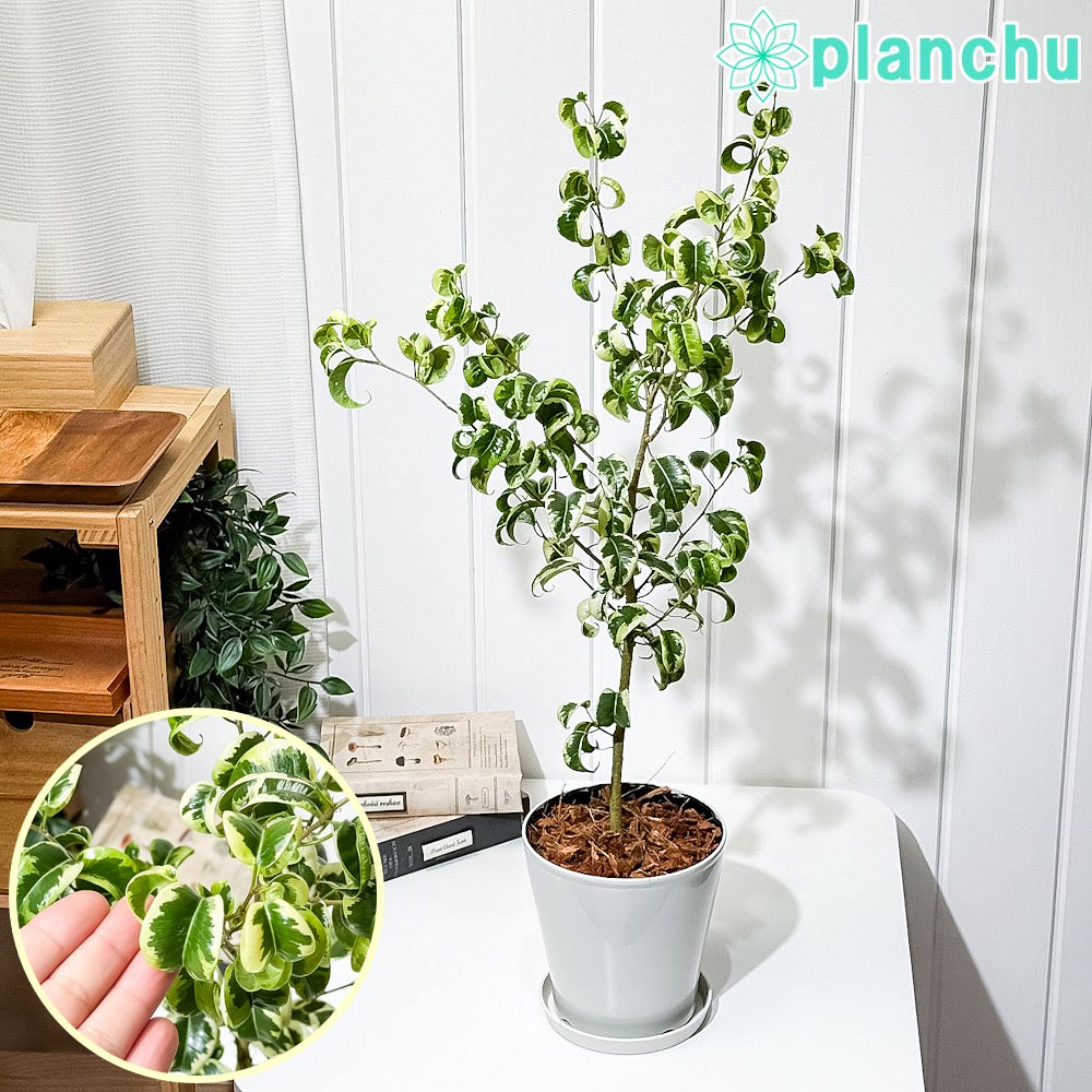 フィカス ジン 7号 極上 斑入り 曲がり 実生 インテリア 観葉植物 フィカス ジン 極上 斑入 実生 7号 インテリア 観葉植物 フィカス