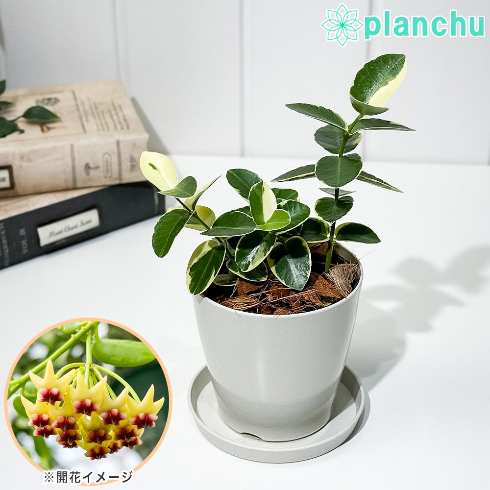 楽天市場】PLANCHU 観葉植物 ホヤ リネアリス 4.5号吊り鉢 育て方説明