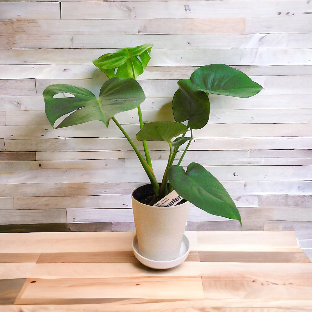 楽天市場】観葉植物 モンステラ ジェイド シャトルコック