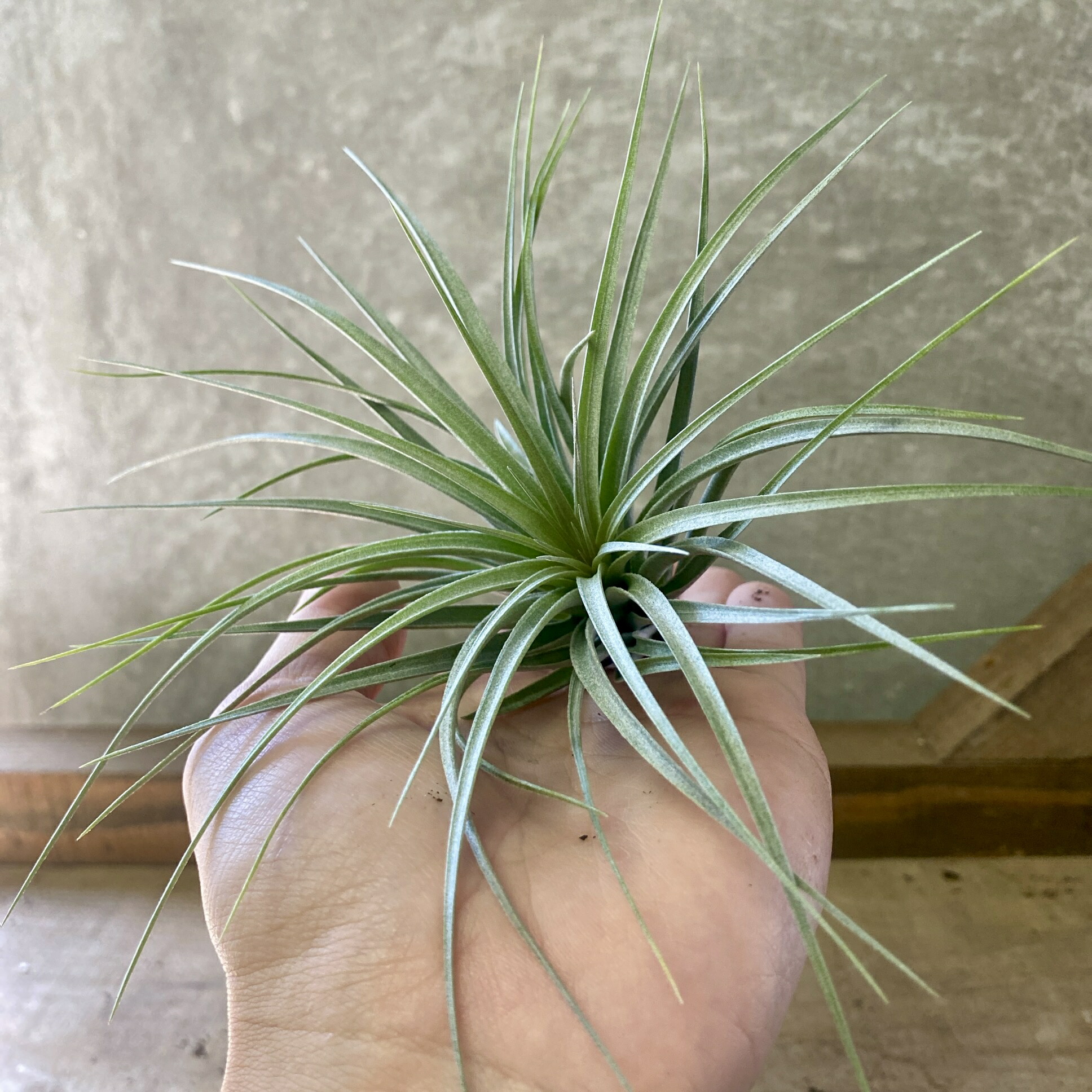 楽天市場】エアプランツ チランジア シュードベイレイ (15〜20cm