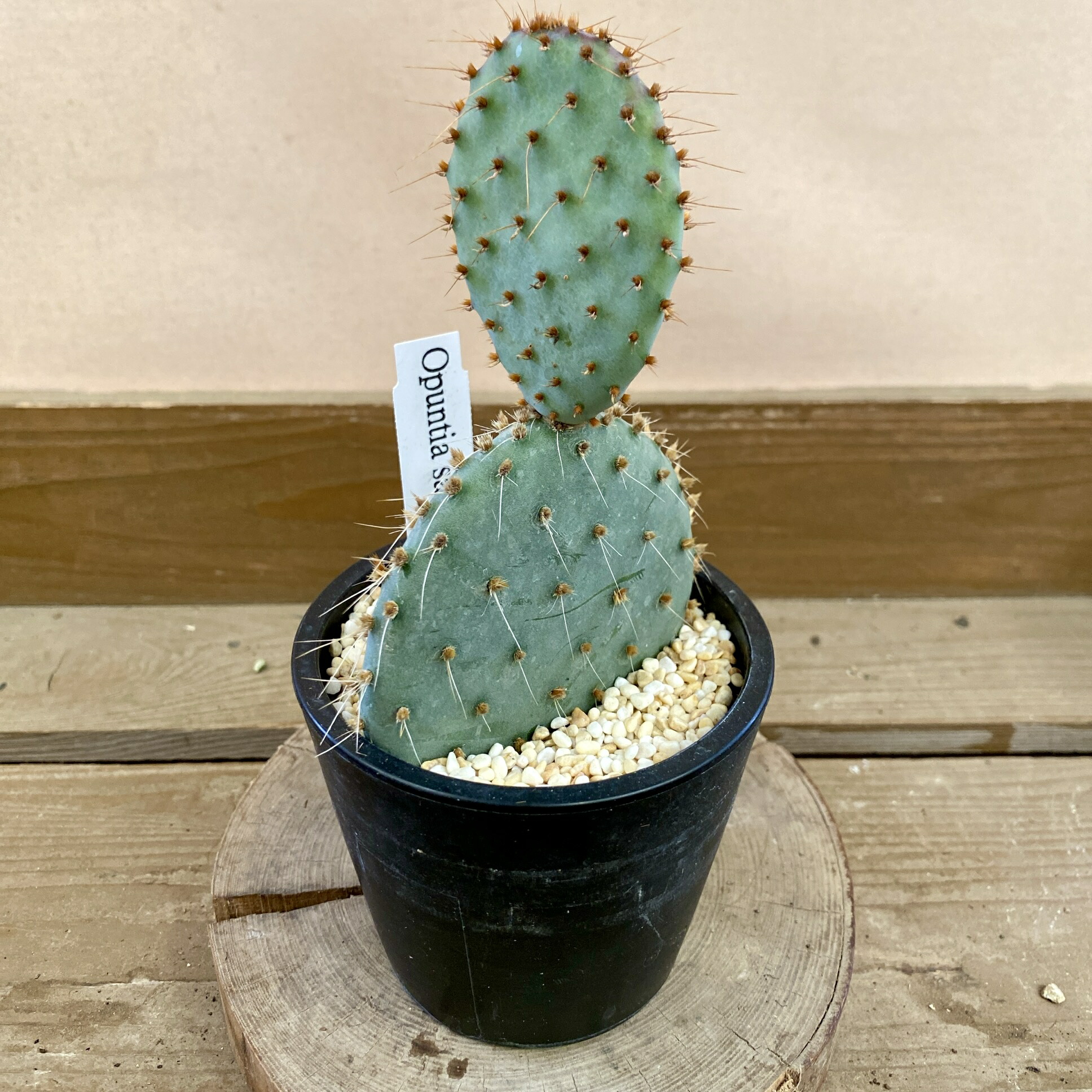 【珍品】多肉植物 オプンチア スルフレア アパッチ 珍品】多肉植物 オプンチア スルフレア アパッチ （カット枝