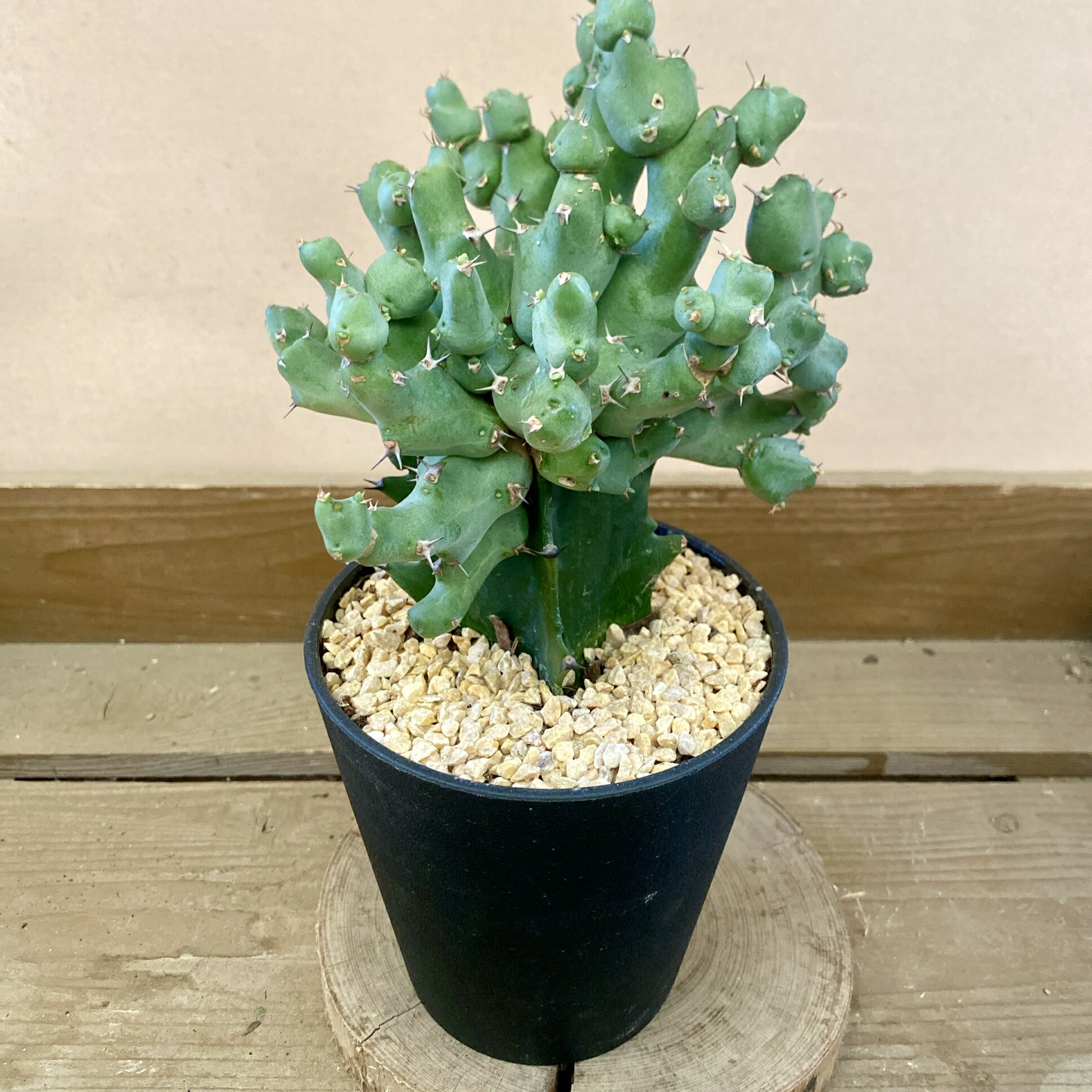 楽天市場】コーデックス：ユーフォルビア アトロビリディス*塊幅