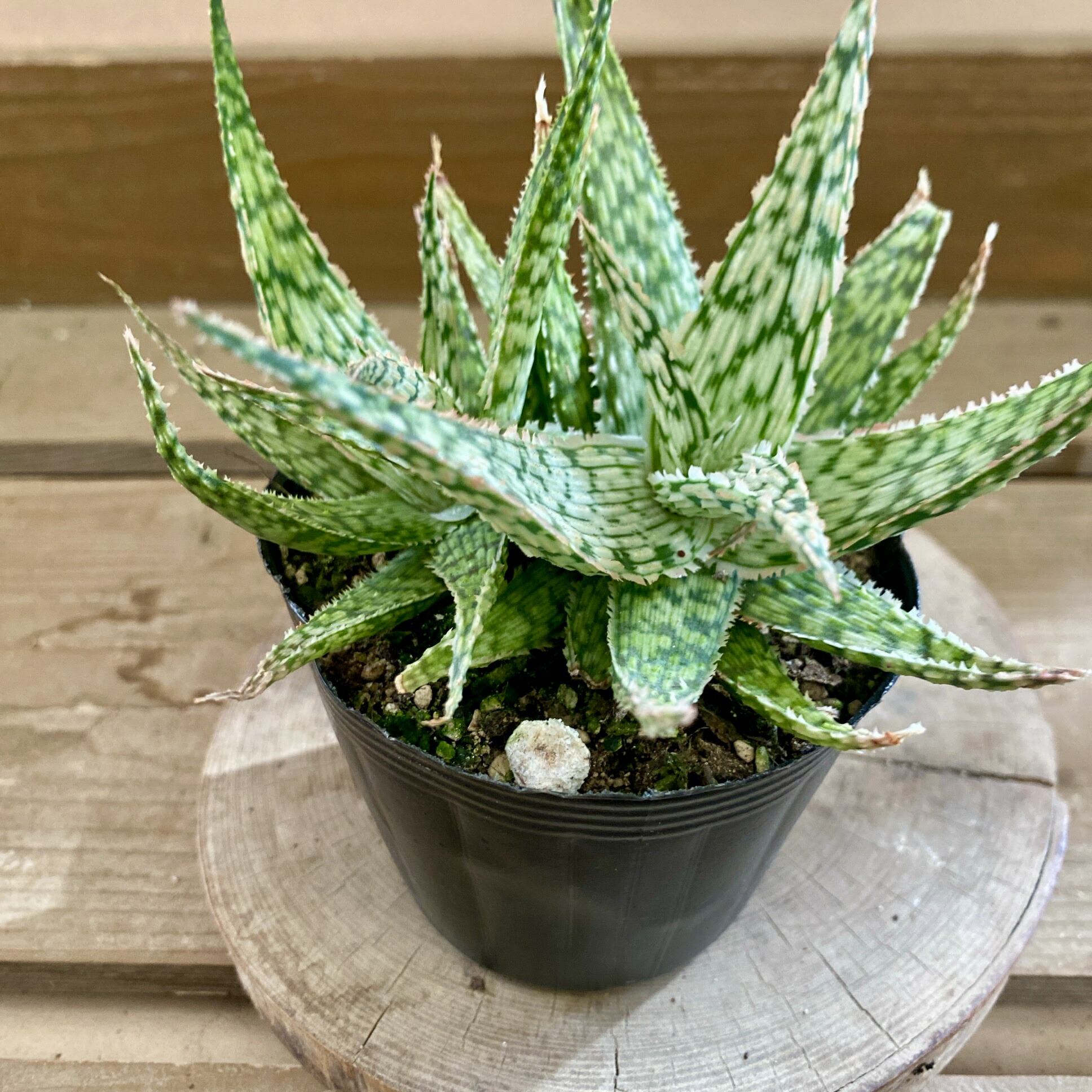 楽天市場】多肉植物：アロエ 竜山錦*幅21cm 現品！一品限り