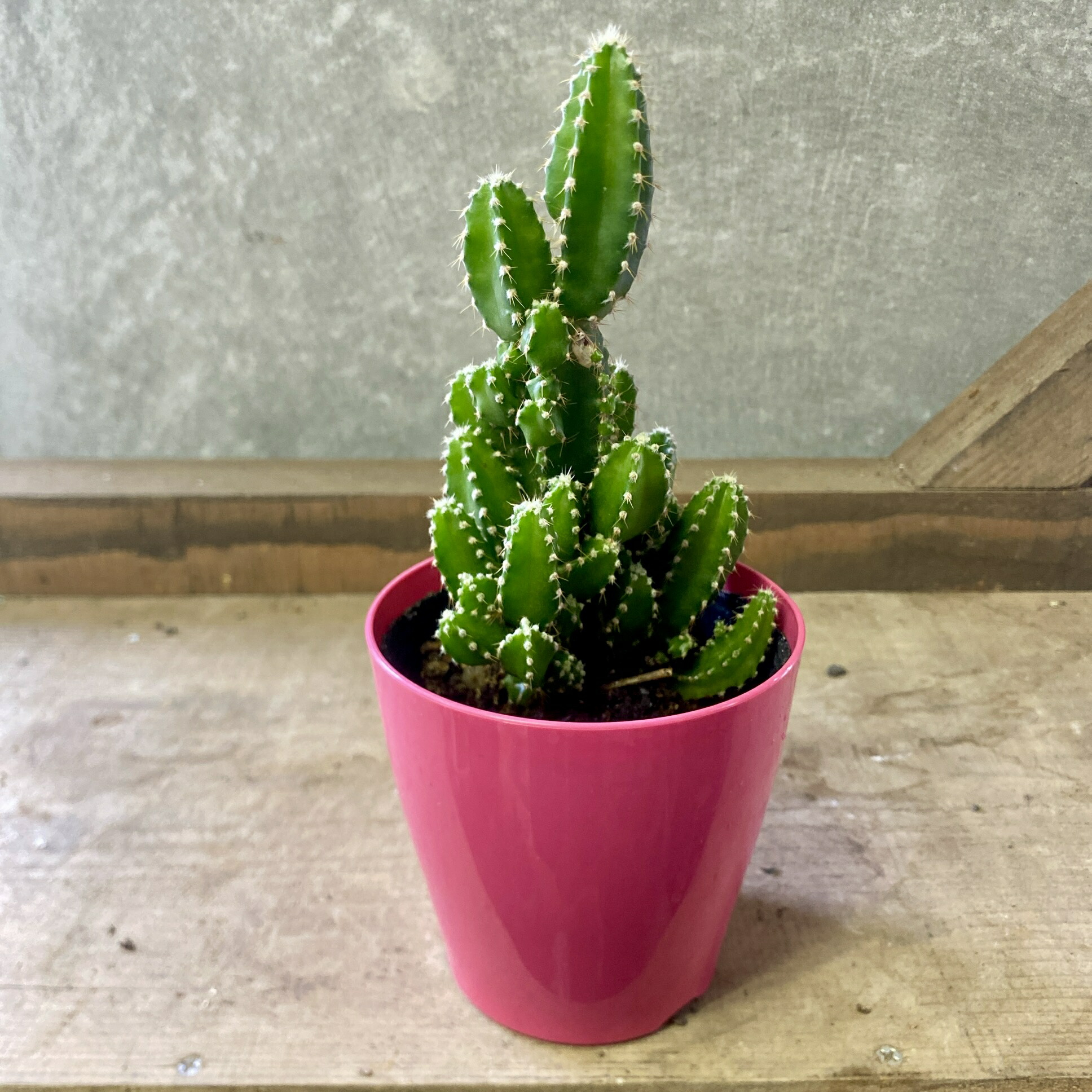 サボテン 約5cm〜10cm 楽天市場】サボテン：ロフォフォラ 烏羽玉*幅10cm 現品！一品