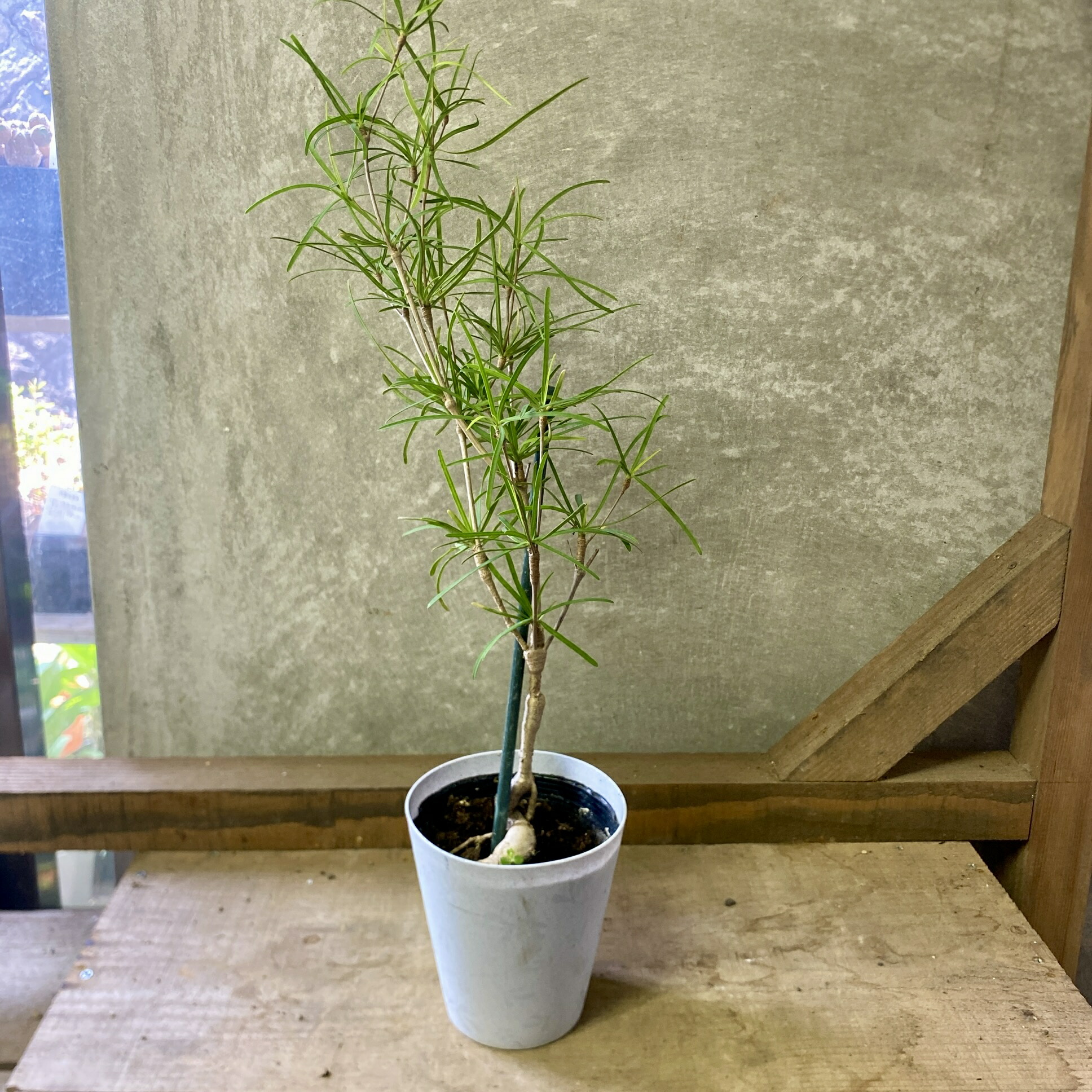 楽天市場】おしゃれ 観葉植物：ユーフォルビア ヘディオトイデス