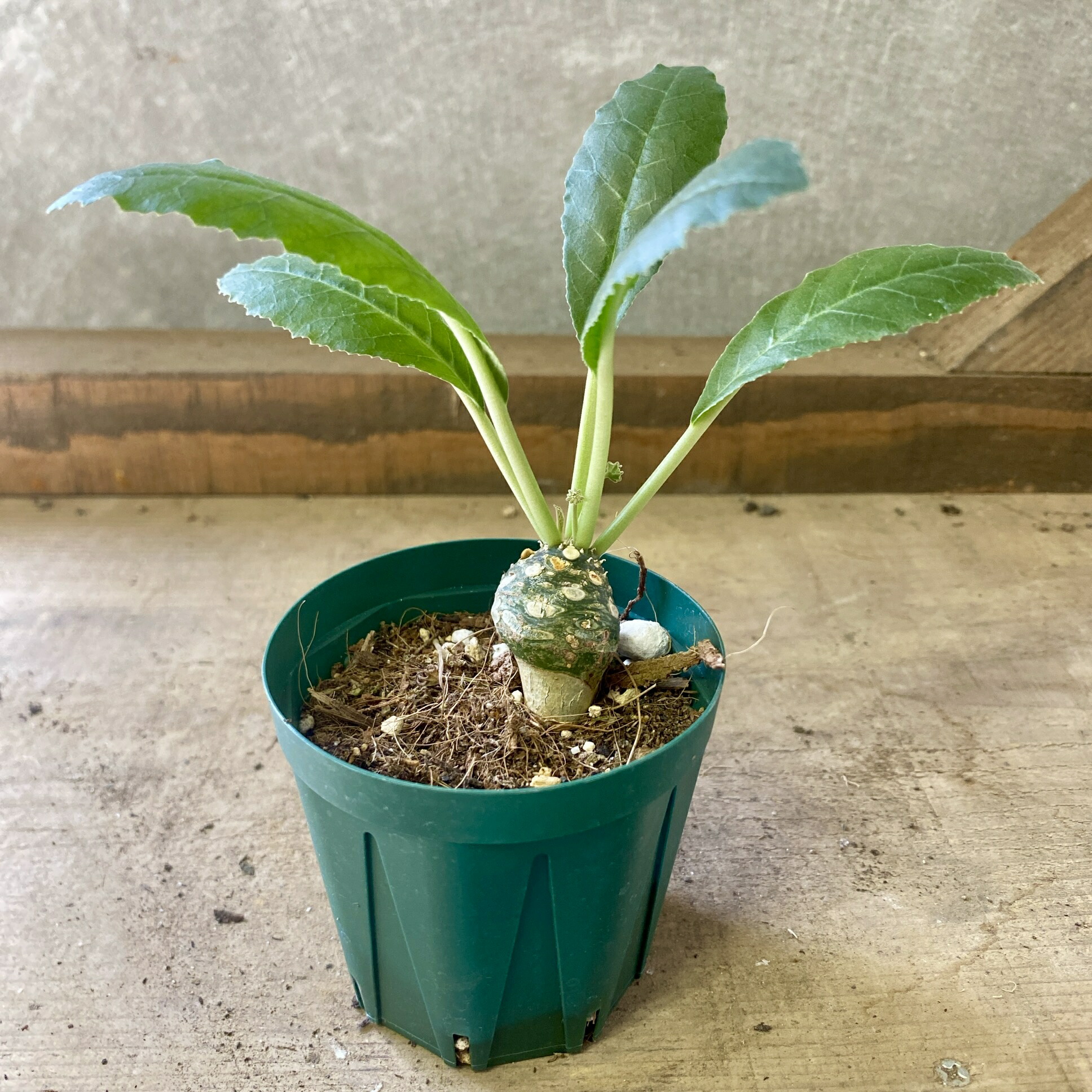 ドルステニア　aff クスピダータ 楽天市場】コーデックス：ドルステニア クスピダータ*塊根幅2.5cm