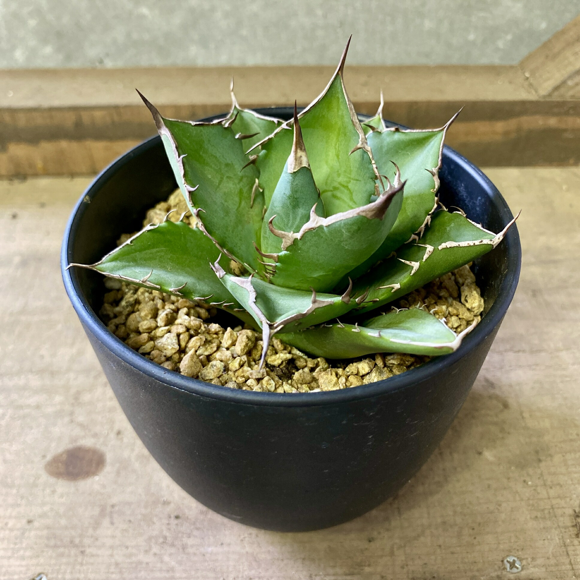 楽天市場】アガベ ピーコッキー agave グリーン トゲ 多肉 観葉植物