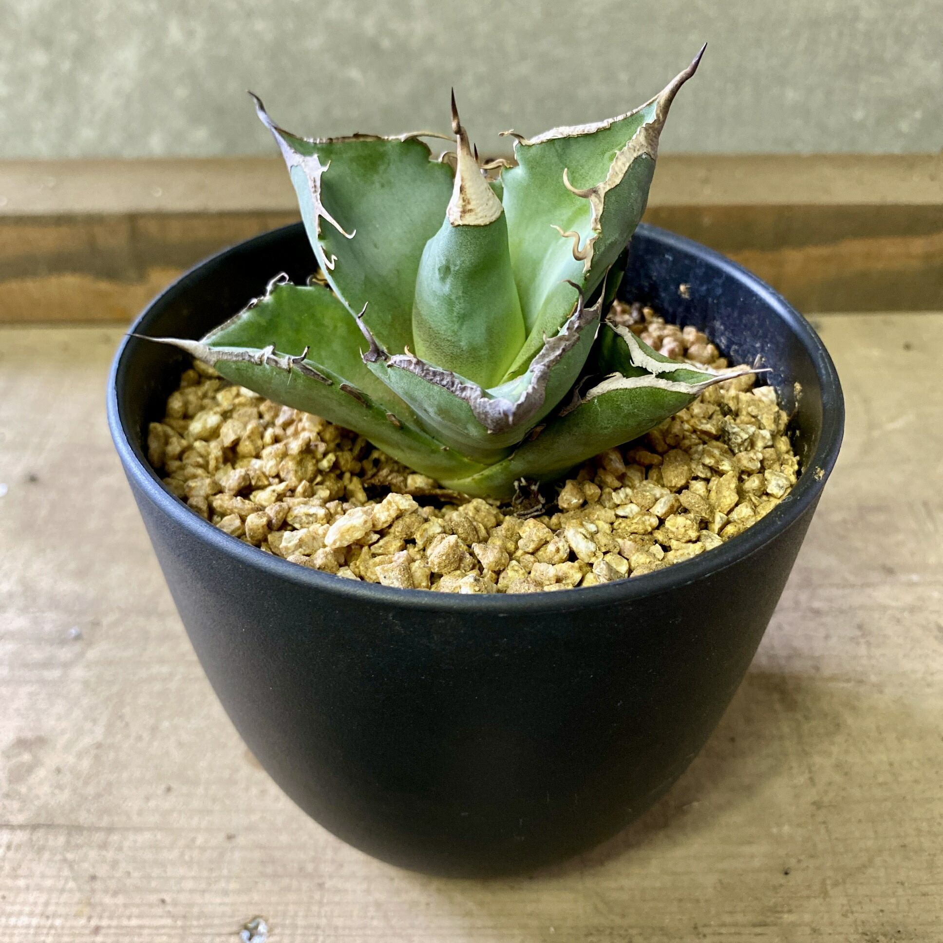 楽天市場】現品◇アガベ・チタノタ コウモリ 蝙蝠◎Agave Titanota Bat