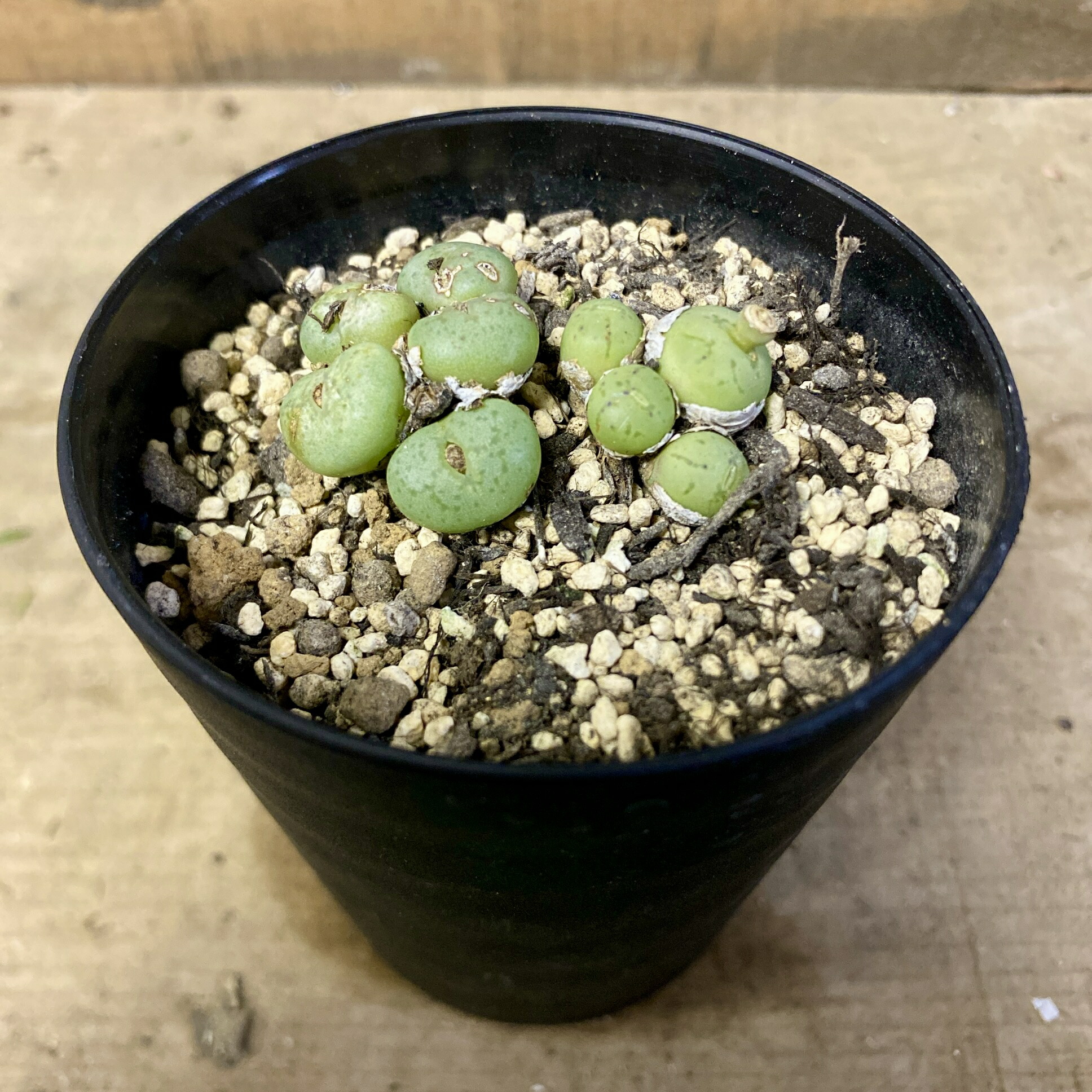 楽天市場】多肉植物 コノフィツム おまかせ4個セット 観葉植物