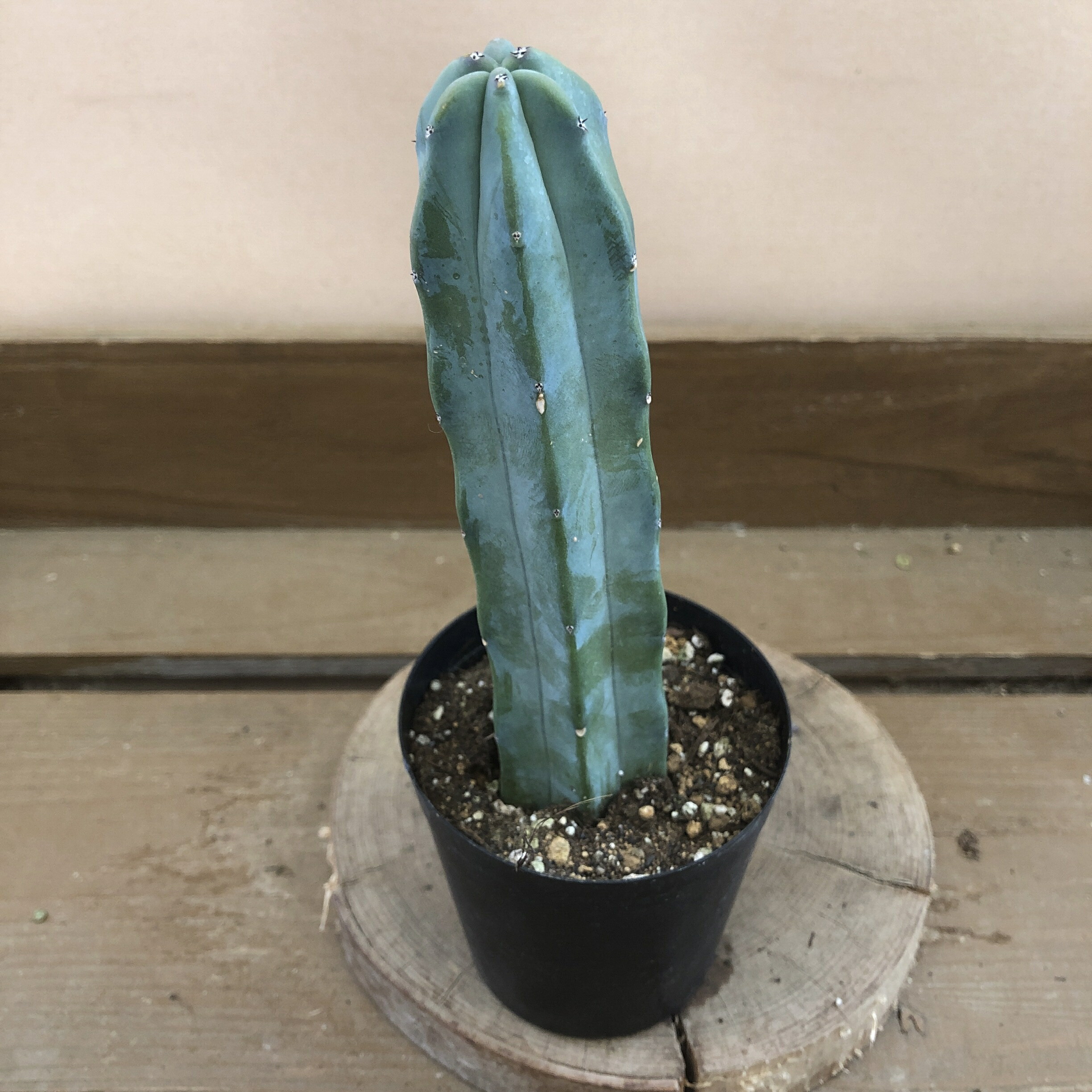 楽天市場】PLANCHU サボテン ミルチロカクタス 竜神木 りゅうじんぼく