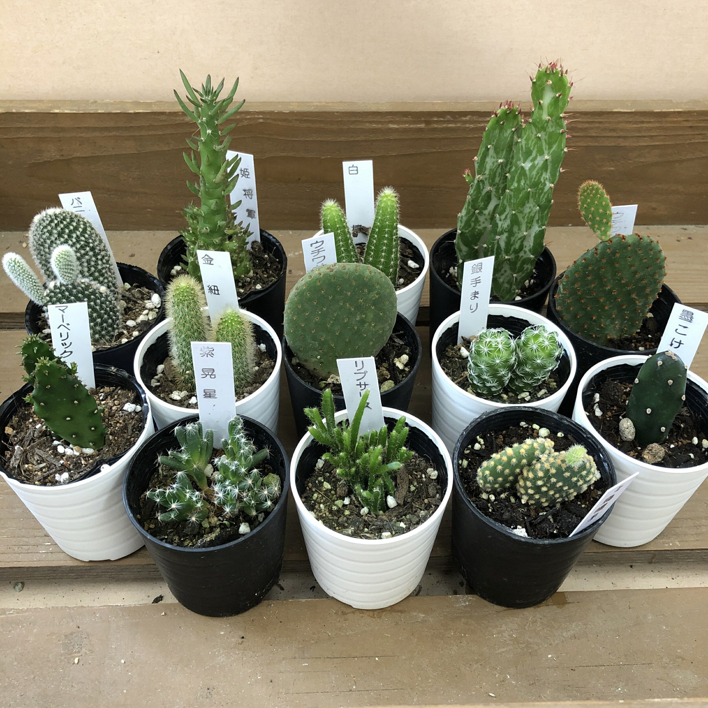 楽天市場】【サボテン・多肉植物 4種類/SABOTEN BOX（素焼き鉢4個入