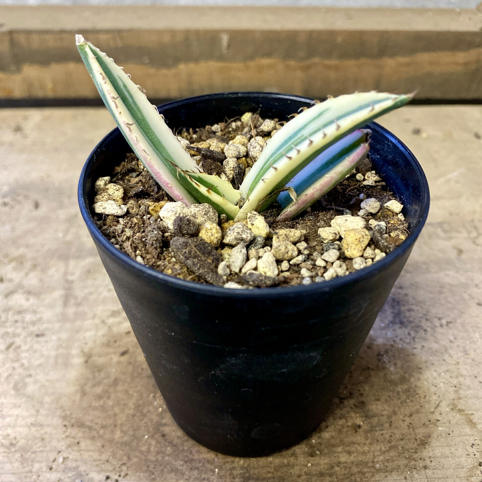 楽天市場】アガベ ピーコッキー agave グリーン トゲ 多肉 観葉植物