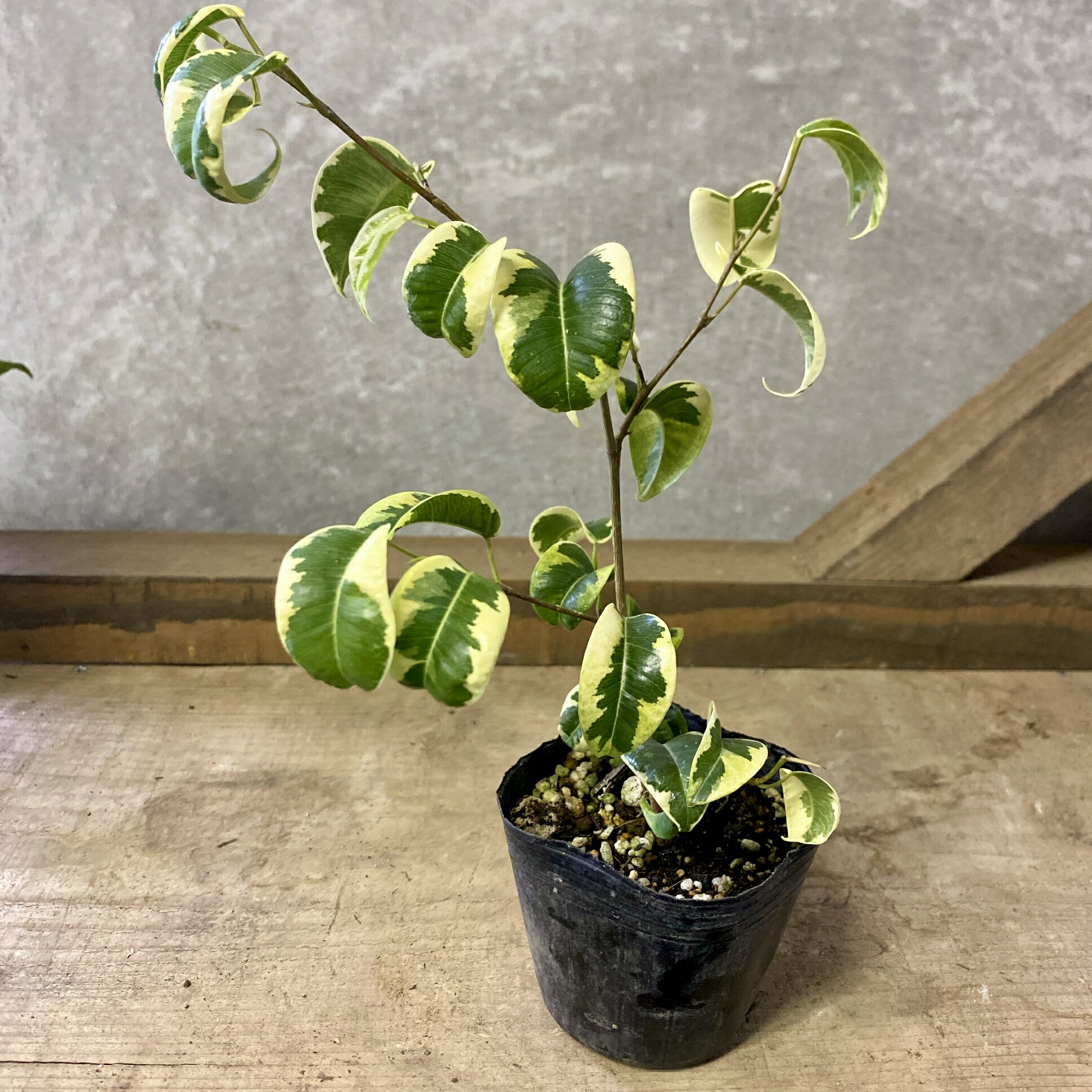 観葉植物　フィカス　ベンジャミン　ベンジャミナ　シタシオン　斑入り　朴　８号鉢 楽天市場】PLANCHU 観葉植物 フィカス ベンジャミン シタシオン