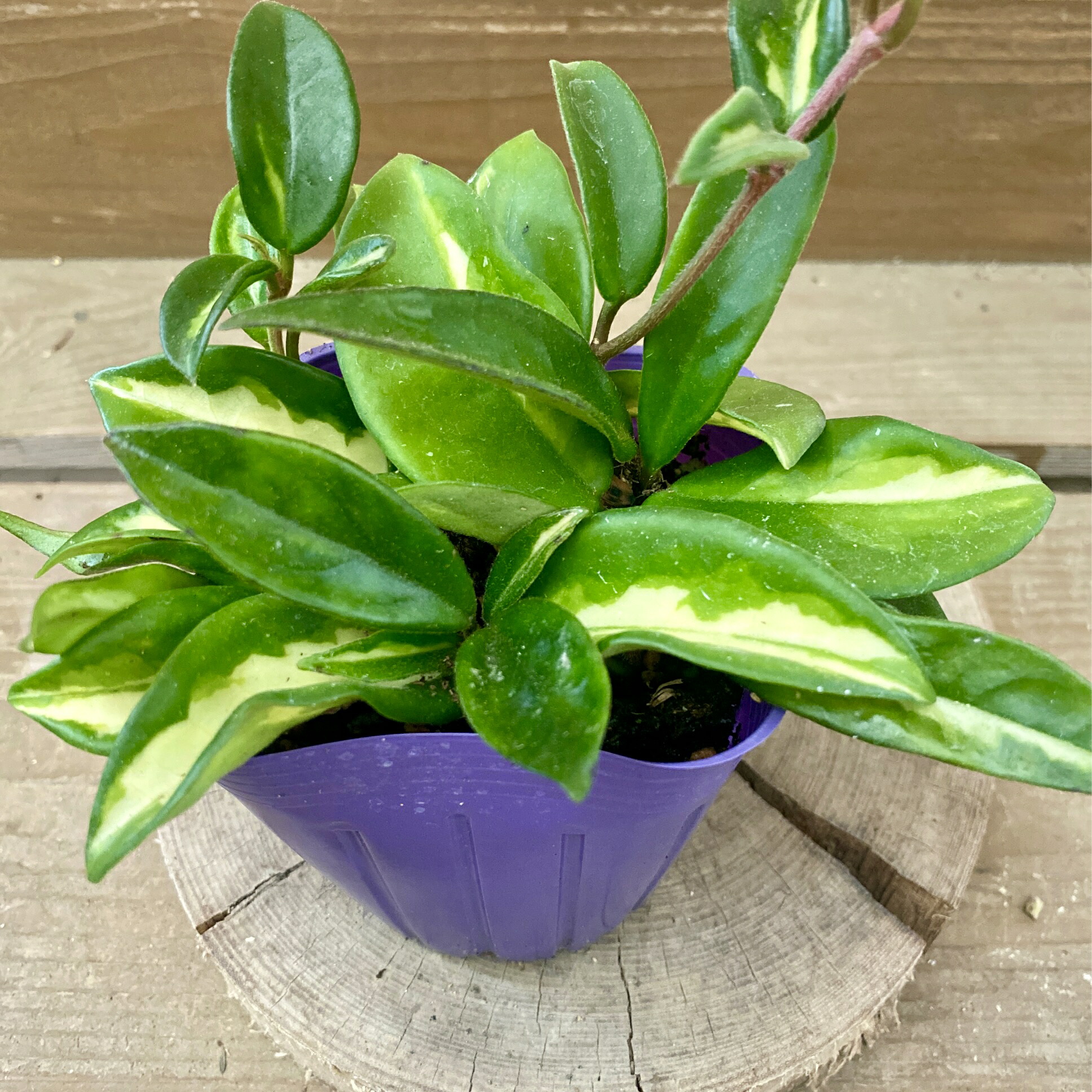 楽天市場】観葉植物 ホヤ カルノーサ コンパクタ バリエガータ 白斑