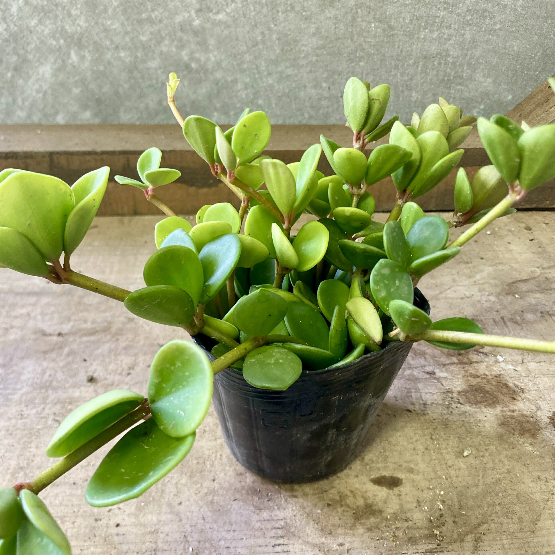 楽天市場】ペペロミア ニューピンクレディ苗 カラフルな斑入り葉が魅力