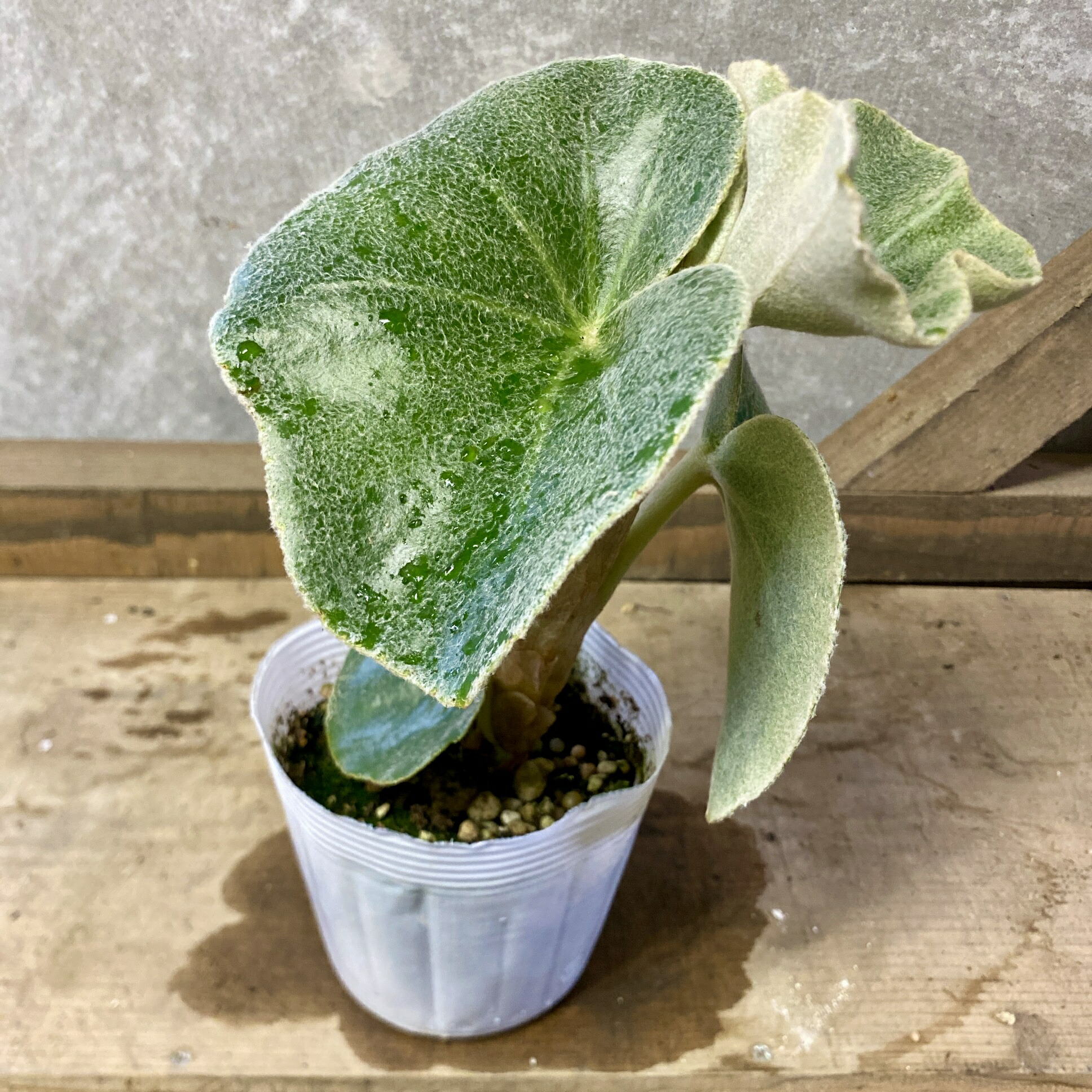 値下げ可能)ベゴニア　ルージュ　バリエガータベゴニア 観葉植物 大きな葉 レア ベゴニア ルージュ Variegated Begonia Rouge大苗② レア
