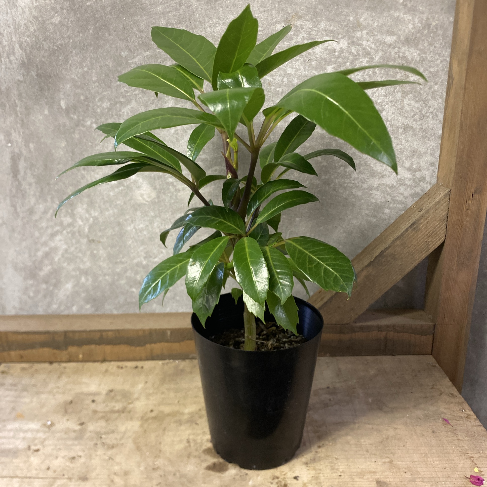 楽天市場】観葉植物 シェフレラ・ゴールドリーフ / 4寸・約W35cm