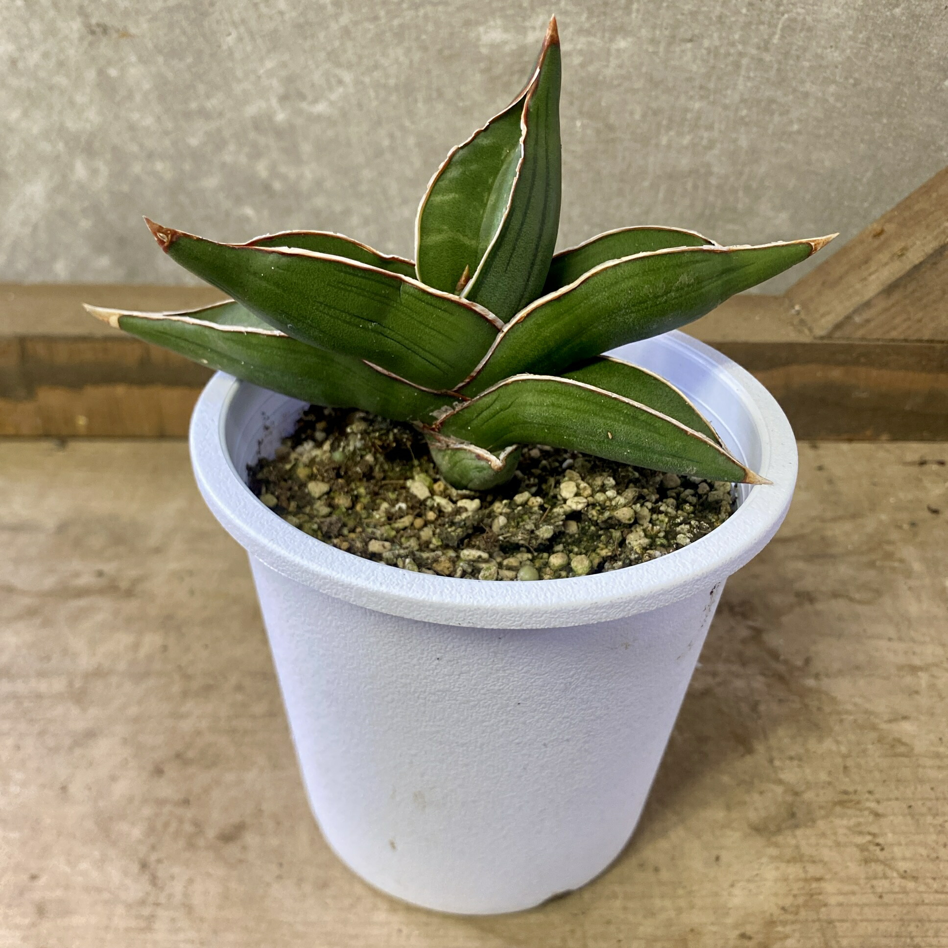 楽天市場】レア サンセベリア サムライドワーフ 3.5号デザイン鉢