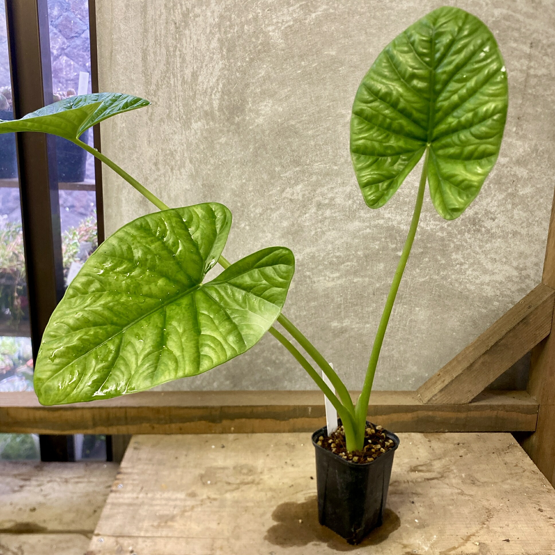 楽天市場】アロカシア ノビリス サンデリアーナ 観葉植物 珍しい品種