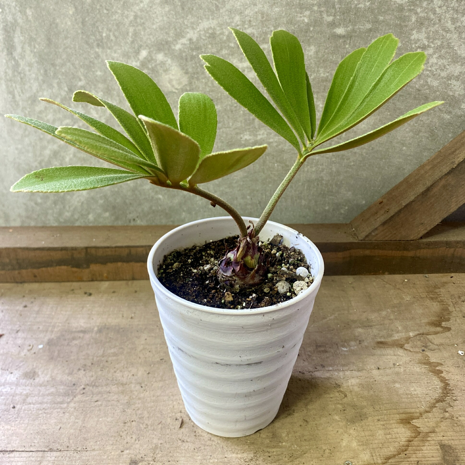 楽天市場】観葉植物：ソテツ フロリダーナ ザミア : 遊恵盆栽 楽天市場店