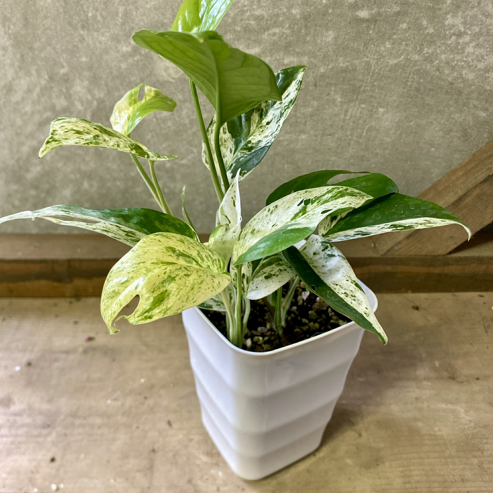 楽天市場】エピプレムナム ピナツム マーブル コンパクタ 小葉タイプ