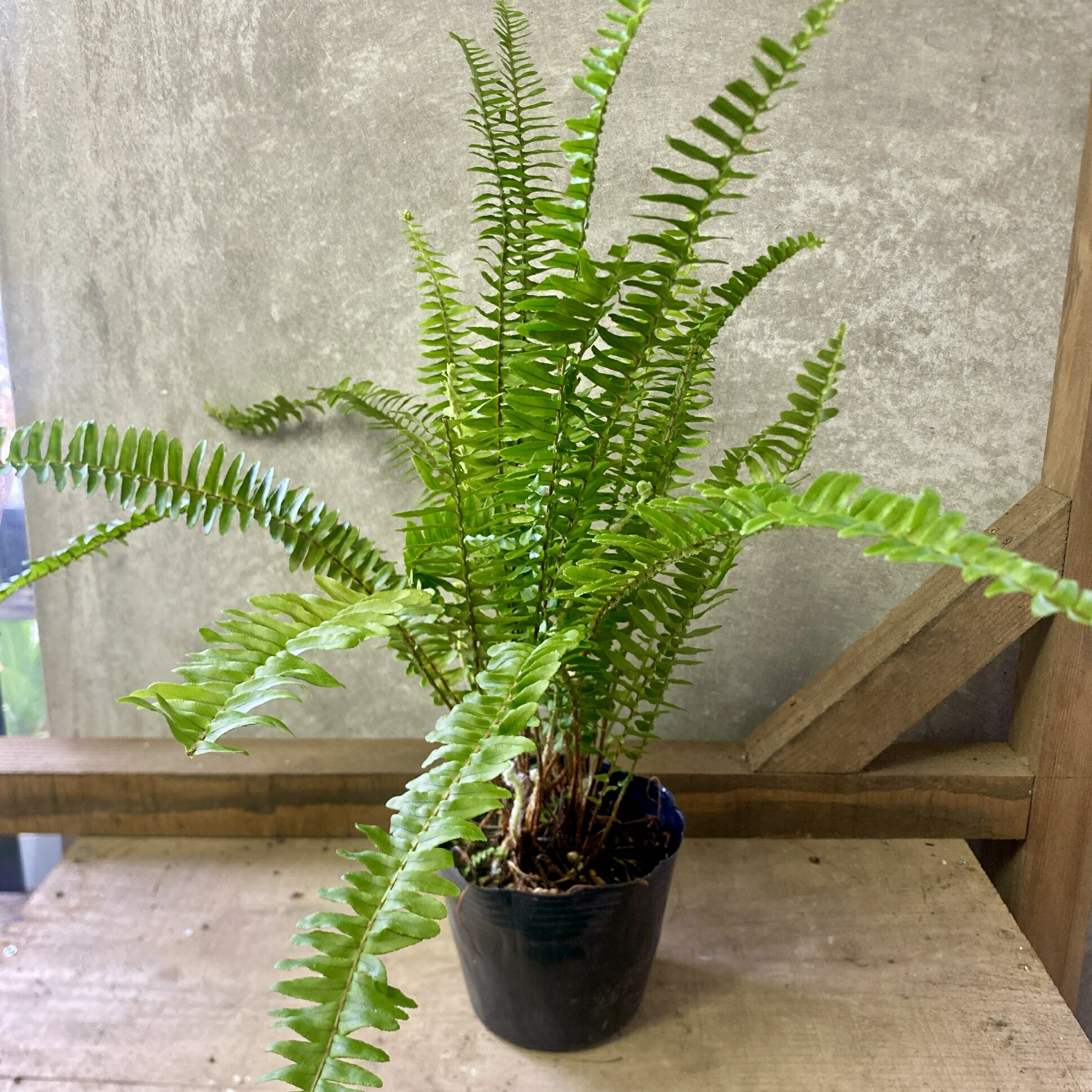 楽天市場】【送料無料】山野草 観葉植物 シダの仲間 シダ 琉球