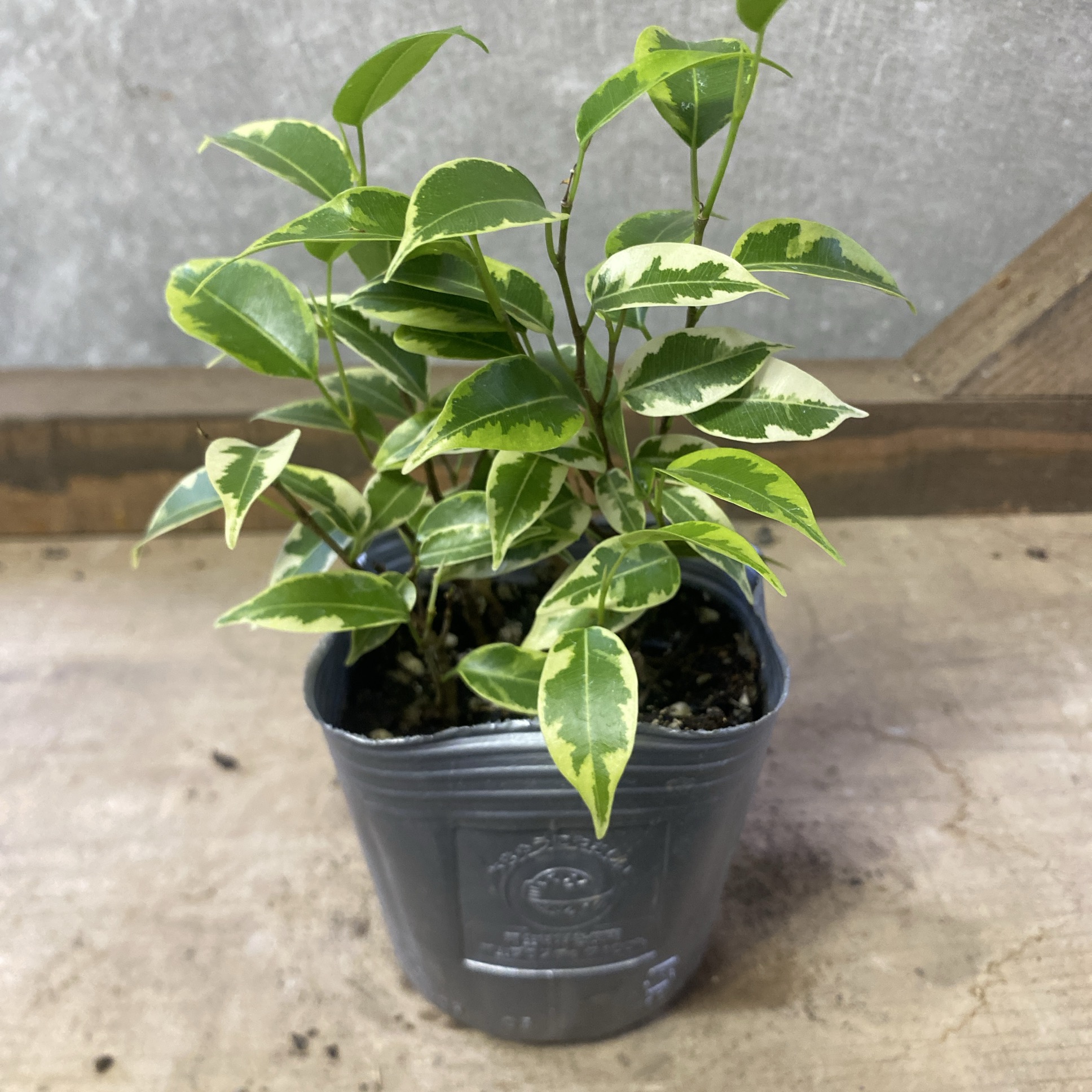 ①　フィカス　ベンジャミナ　ネジリ仕立て　極太　特大苗木最高等級　極上品‼️ 楽天市場】観葉植物 鉢色選べる フィカス：ねじり ベンジャミン