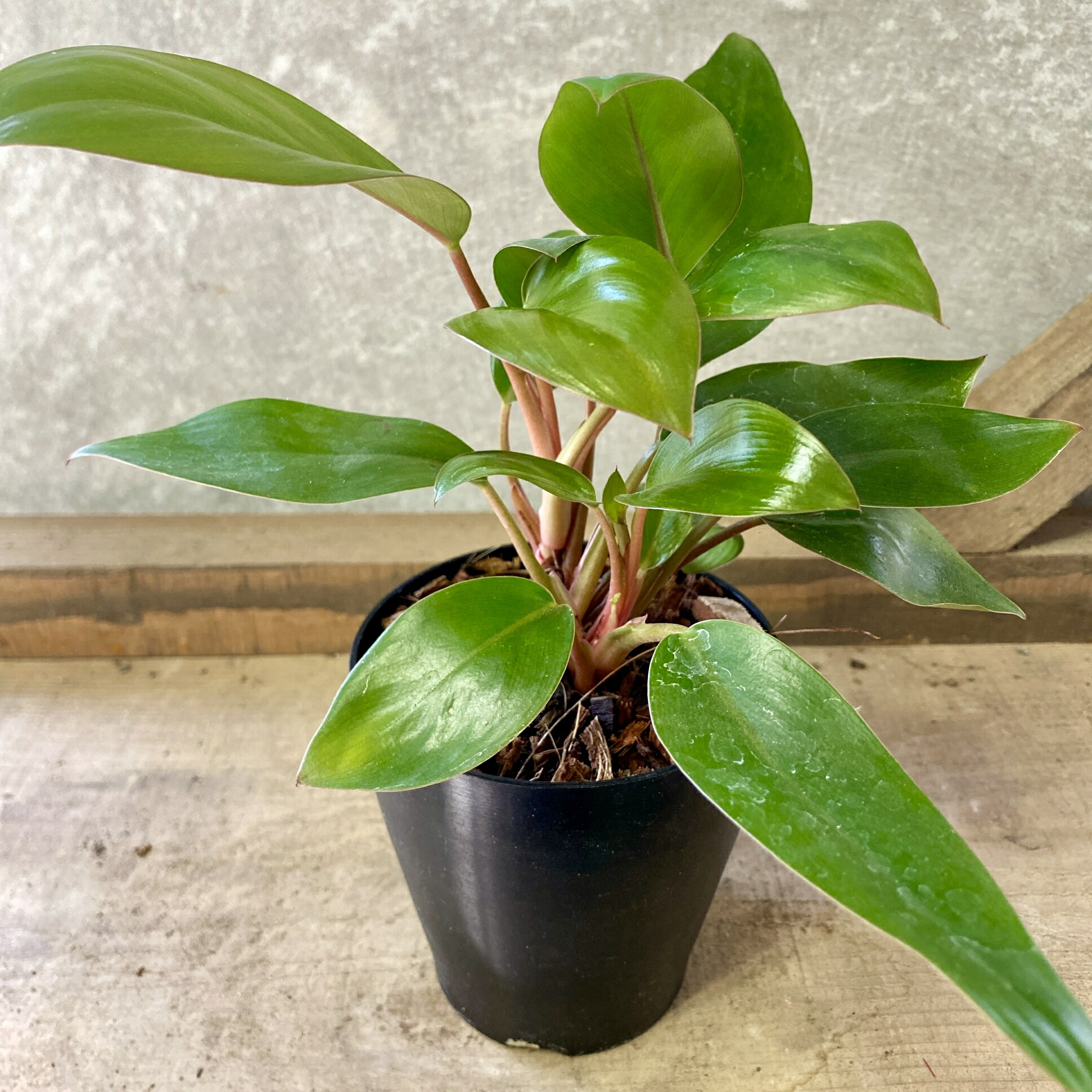 楽天市場】【送料無料】【写真現品】超レア！こんなの滅多に出ませんよ