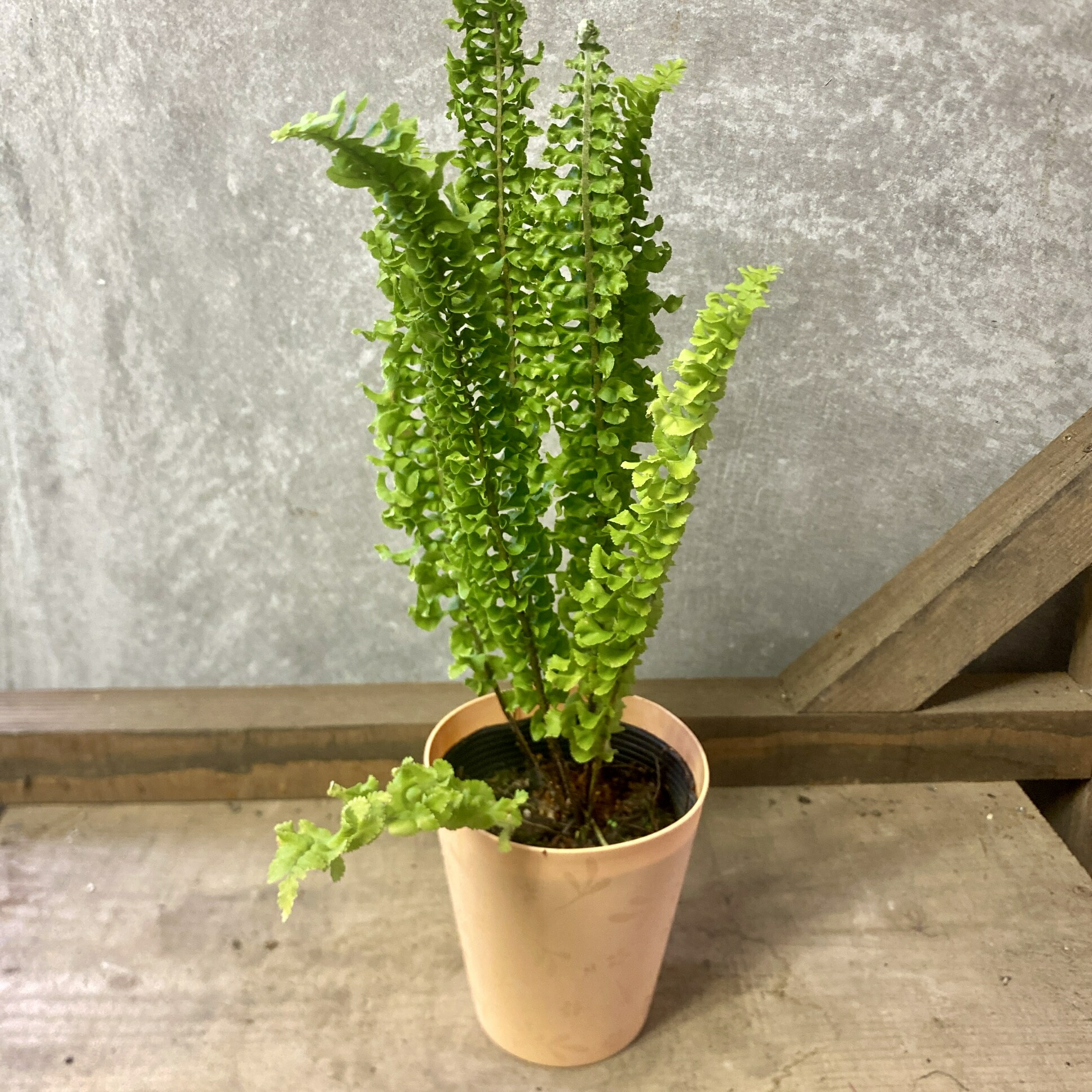 楽天市場】おしゃれ 観葉植物：ネフロレピス フィッシュテール*7