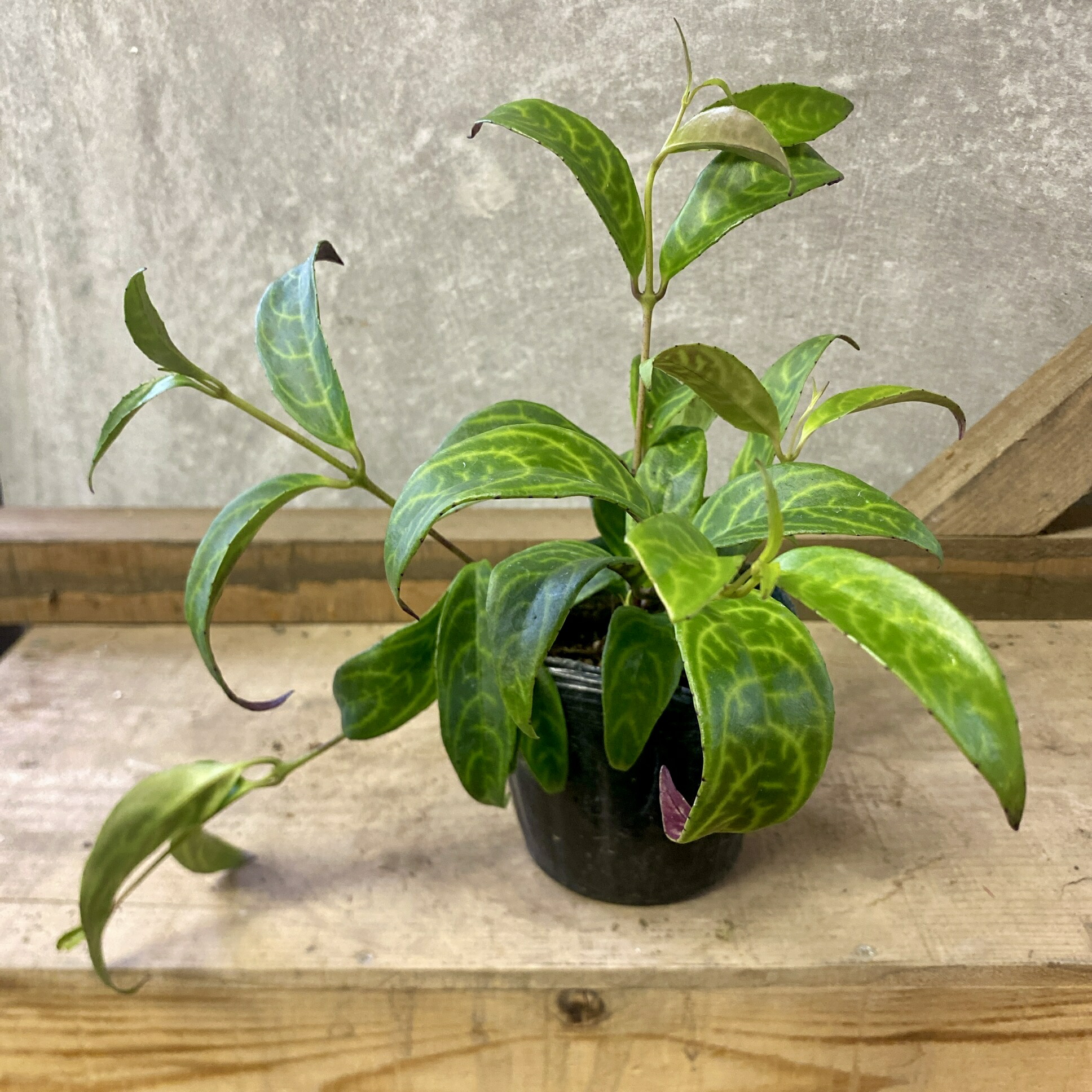 楽天市場】シッサス アマゾニカ 観葉植物 シルバーリーフ販売 通販