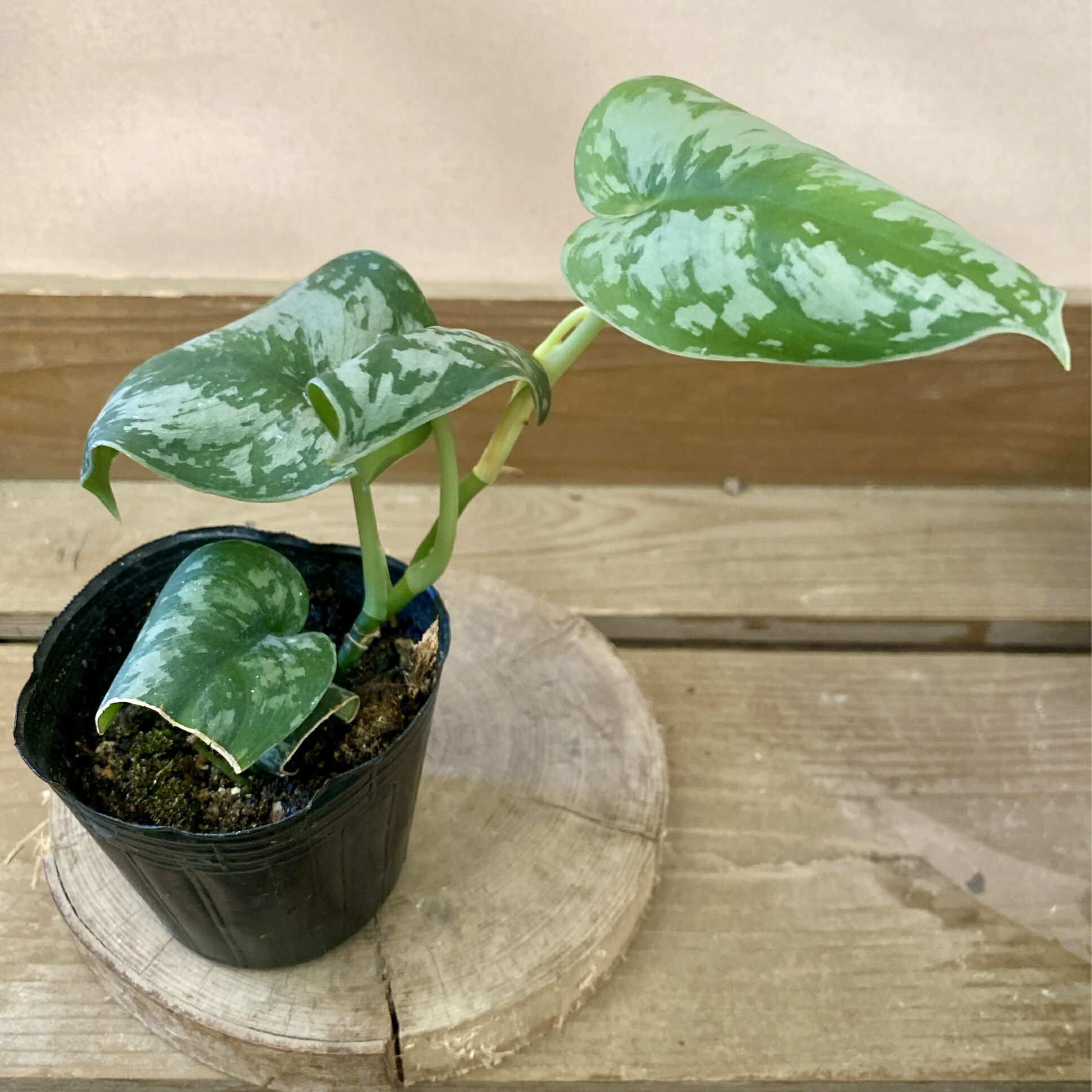 楽天市場】PLANCHU 観葉植物 スキンダプサス トレビー 4号吊り鉢 育て