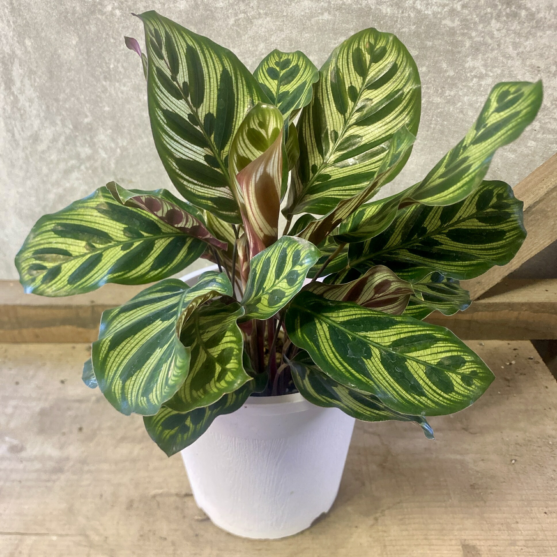 楽天市場】ムサイカ カラテア 7号 幾何学模様 観葉植物 インテリア