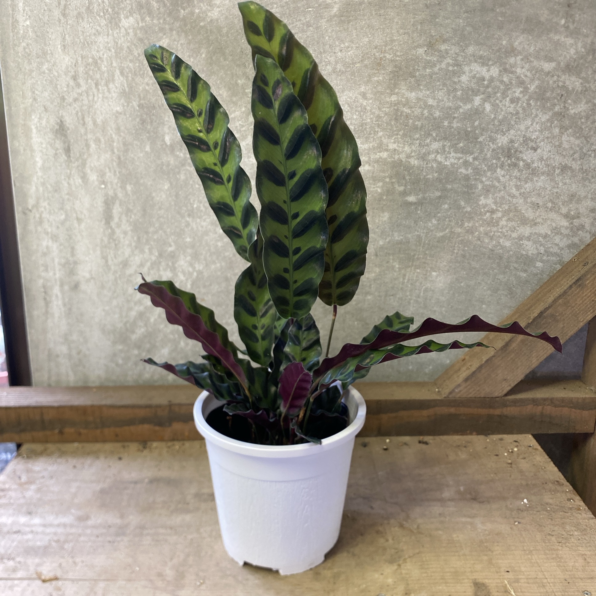 カラテア・ギムノカルパ 楽天市場】ムサイカ カラテア 7号 幾何学模様 観葉植物 インテリア