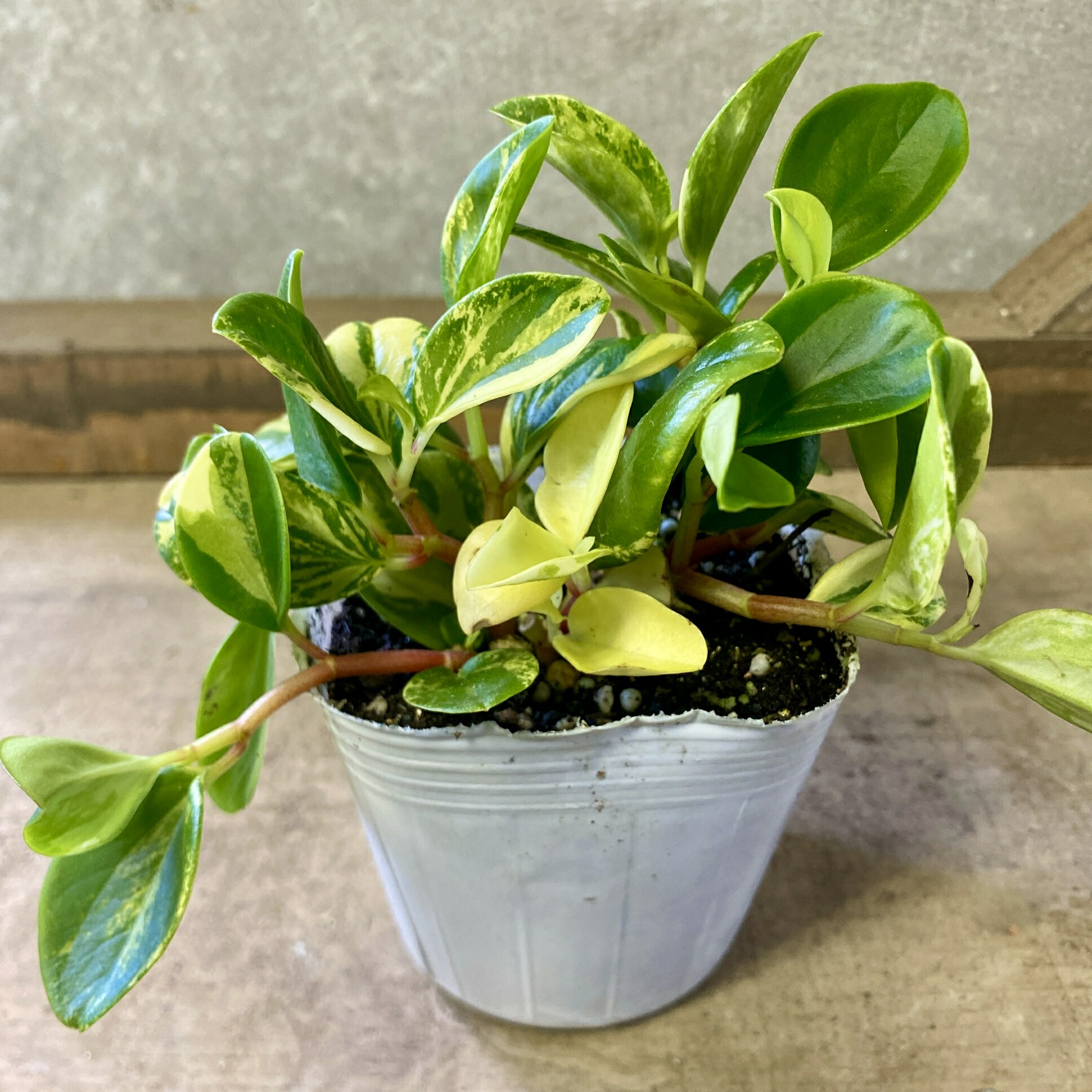 楽天市場】観葉植物 苗 グラス：シペラス グラバーアビー*サイプレス 3