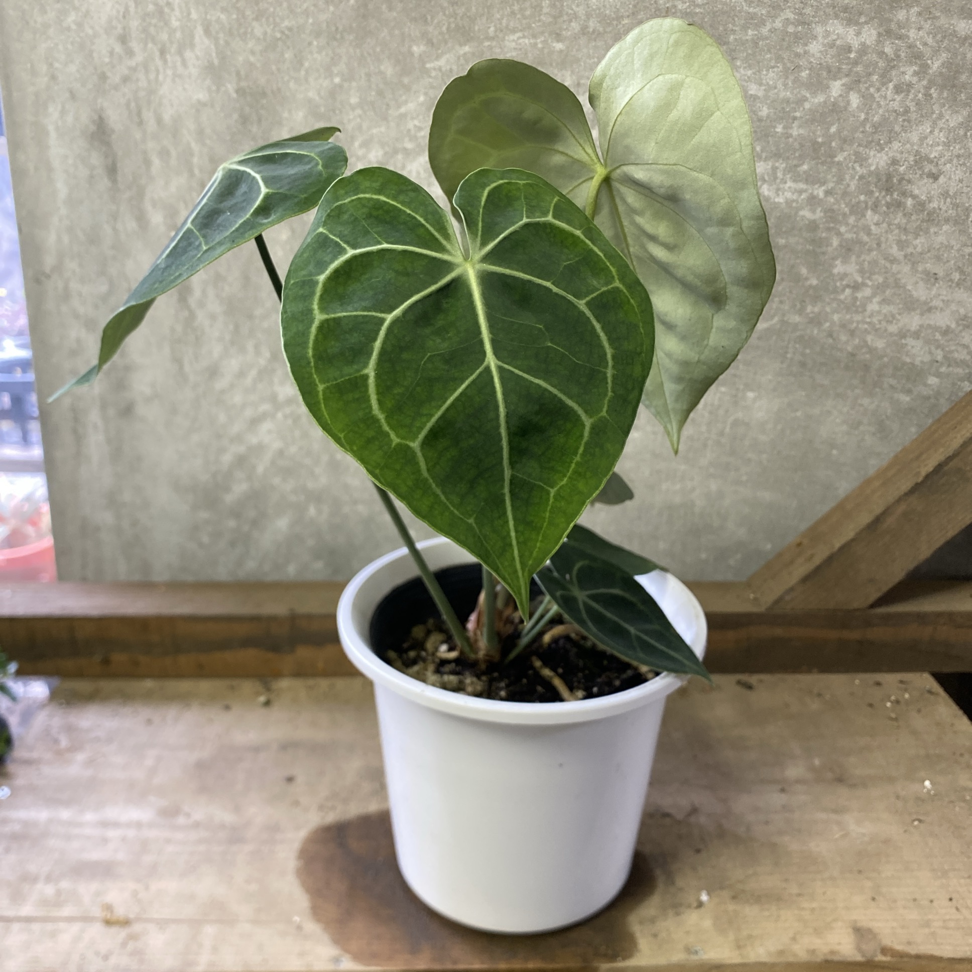 楽天市場】アンスリウム ワロクアーナム 「Anthurium warocqueanum
