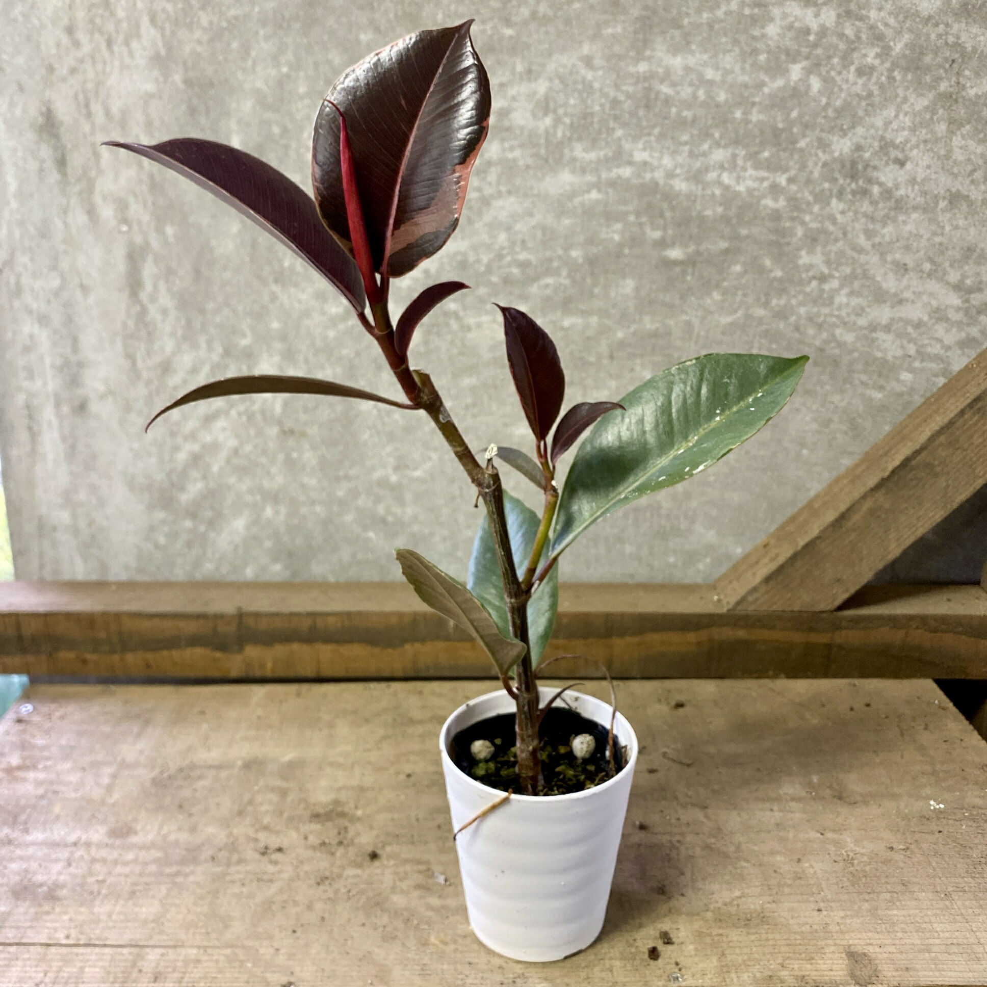 楽天市場】観葉植物：フィカス ルビー（斑入りゴムの木）* : 遊恵盆栽