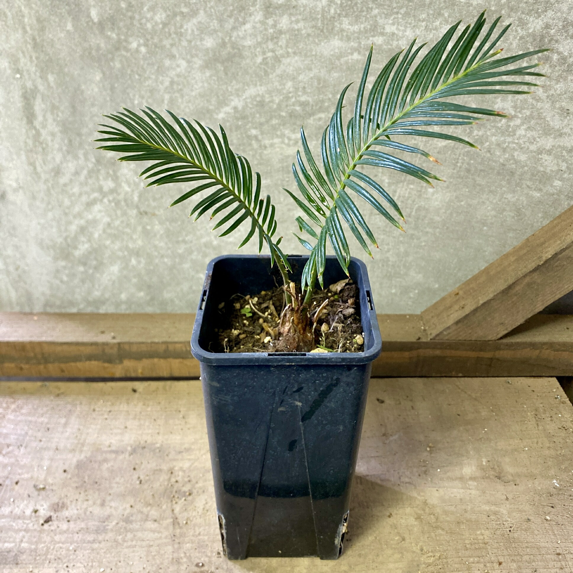 楽天市場】蘇鉄 (ソテツ) 80cm Good Style 大苗 観葉植物 : 苗木部