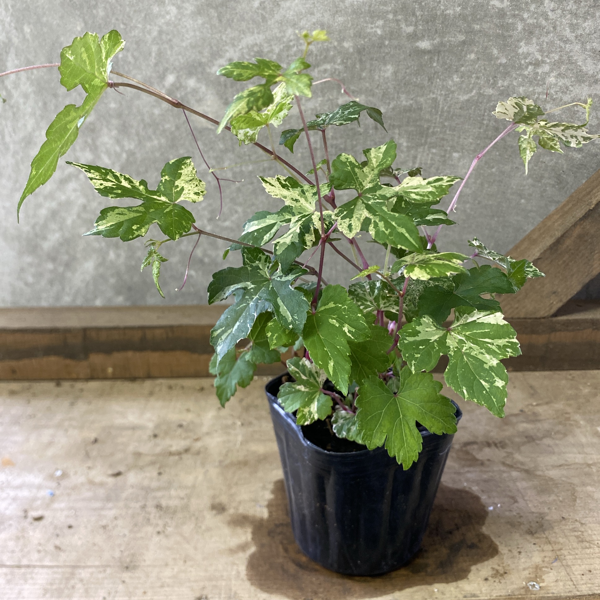 野葡萄 苗 ② grape5_02.jpg